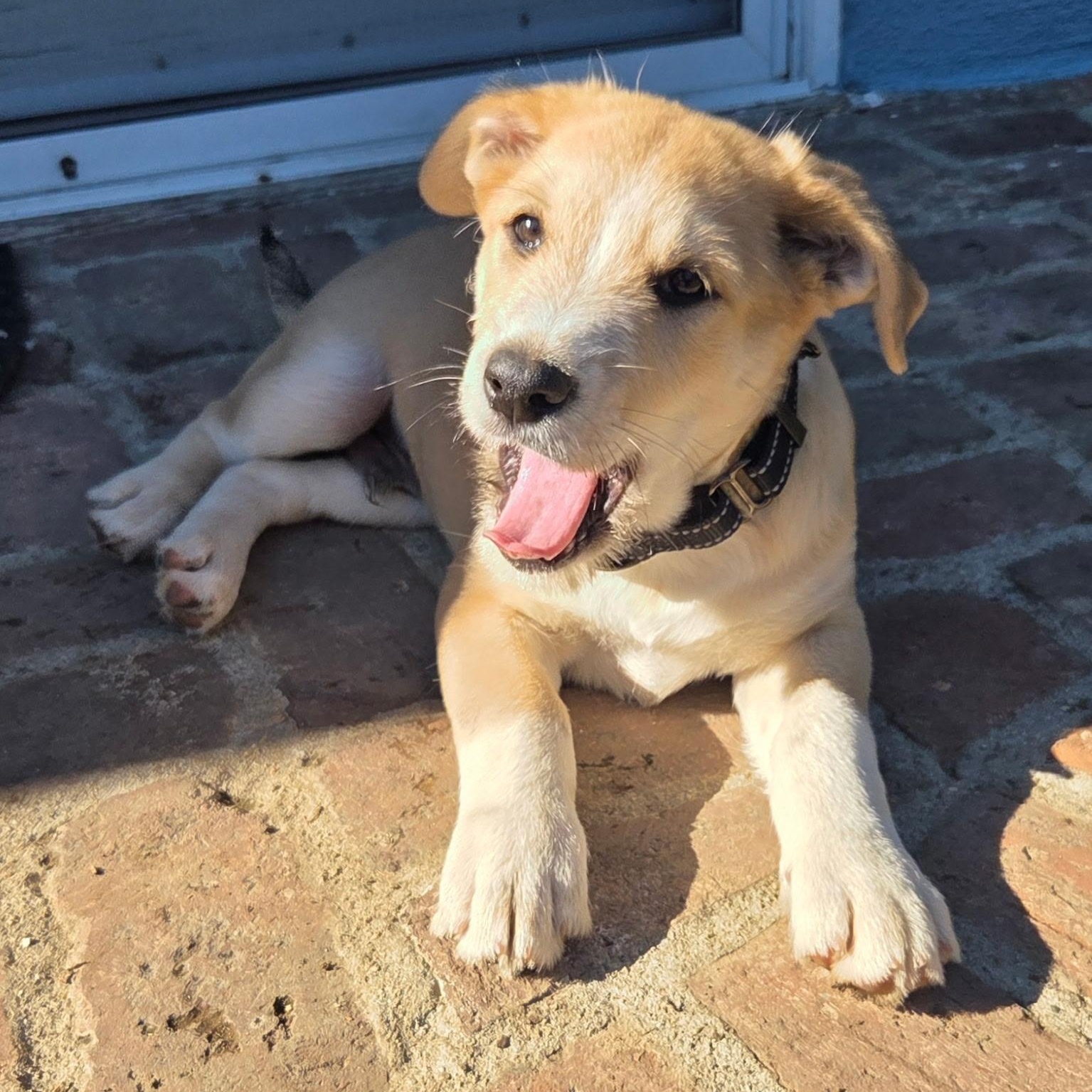 Enlarge Chesnut, a Adoptable Labradoodle in Sun Valley, CA image 3/6