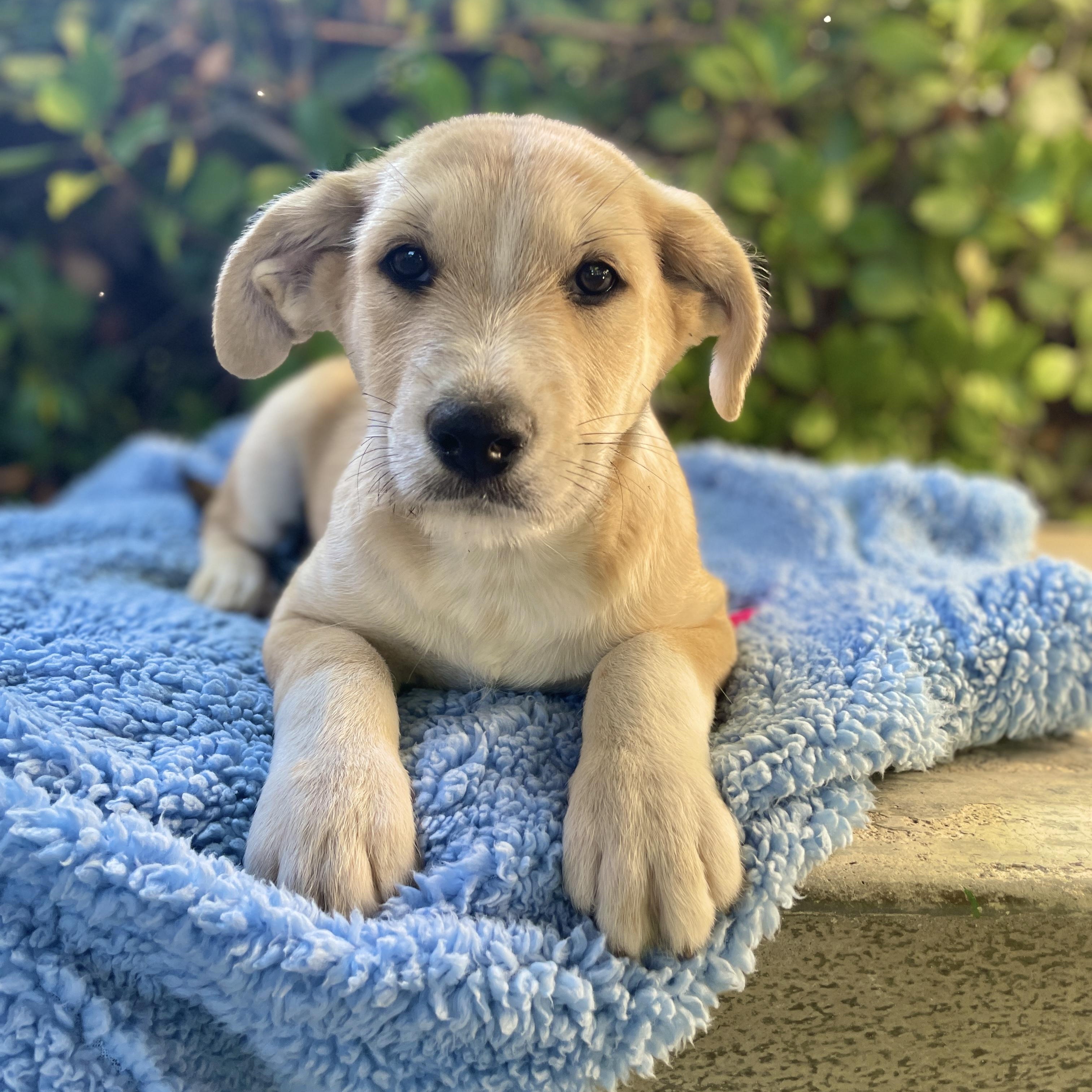 Enlarge Chesnut, a Adoptable Labradoodle in Sun Valley, CA image 4/6