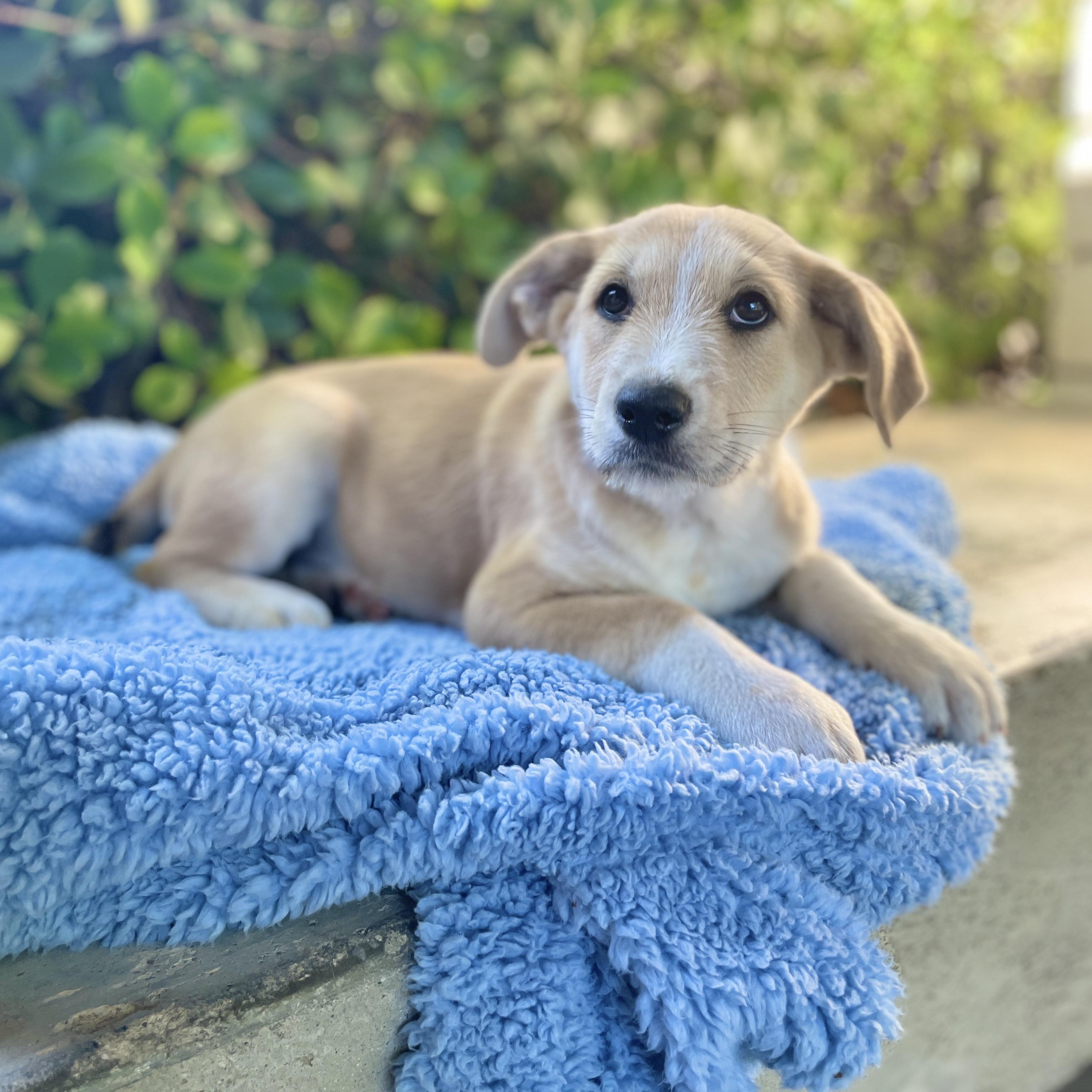 Enlarge Chesnut, a Adoptable Labradoodle in Sun Valley, CA image 5/6