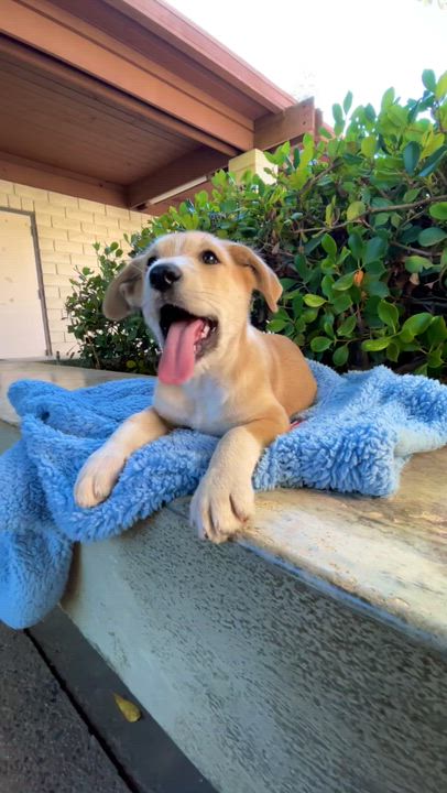 Enlarge Chesnut, a Adoptable Labradoodle in Sun Valley, CA video 6/6