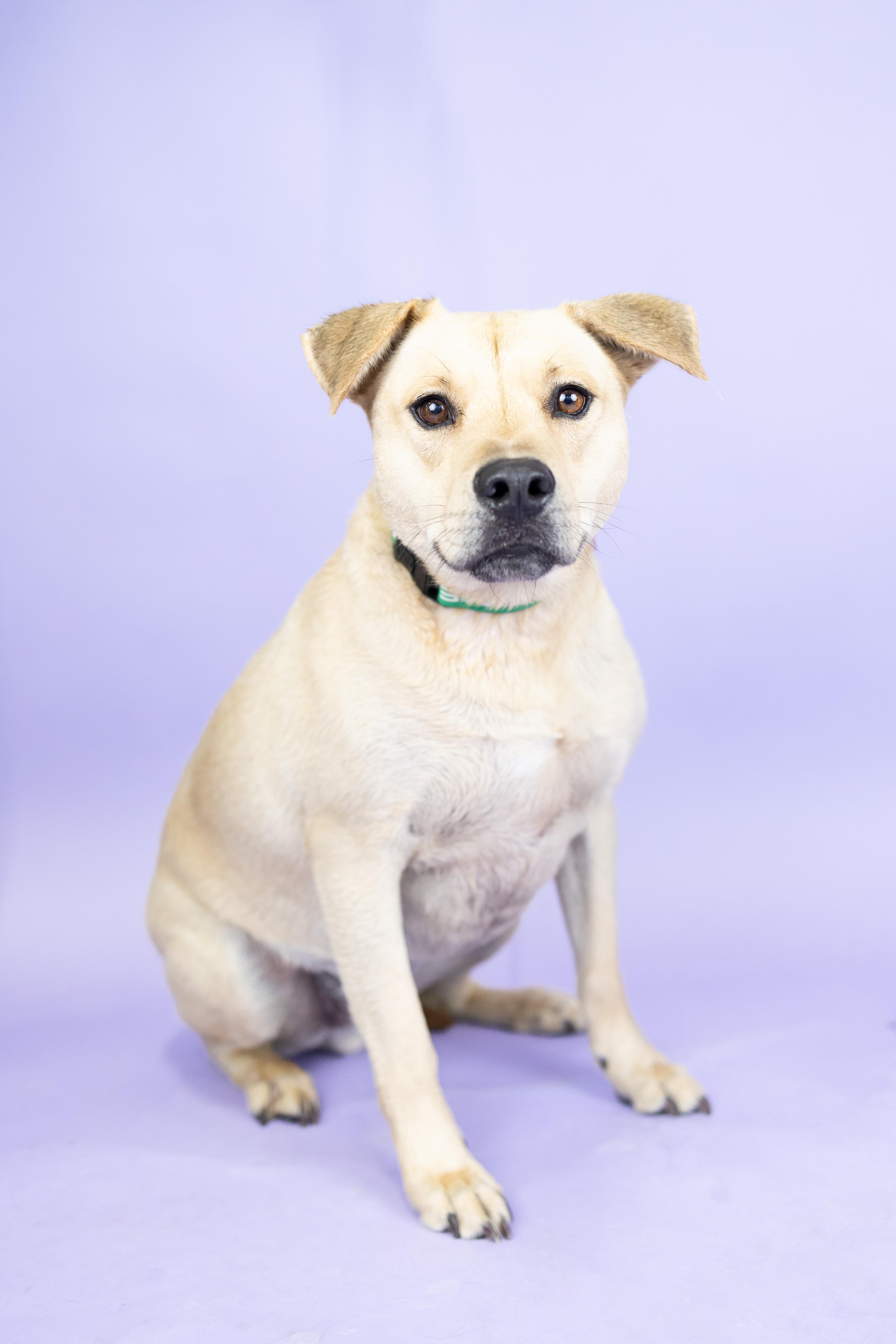 Austen, an adoptable Labrador Retriever in Portland, OR, 97239 | Photo Image 1