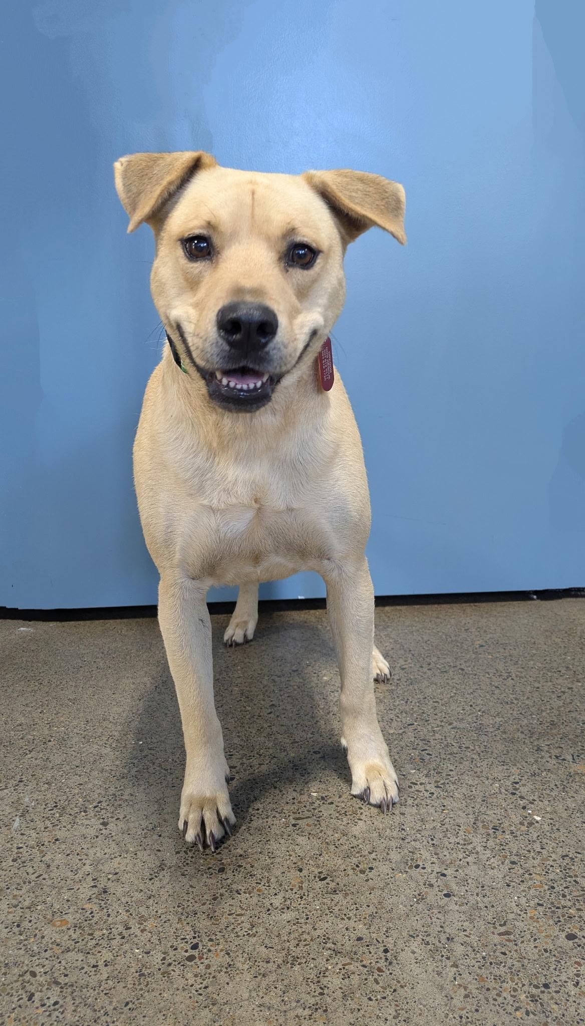 Austen, an adoptable Labrador Retriever in Portland, OR, 97239 | Photo Image 3