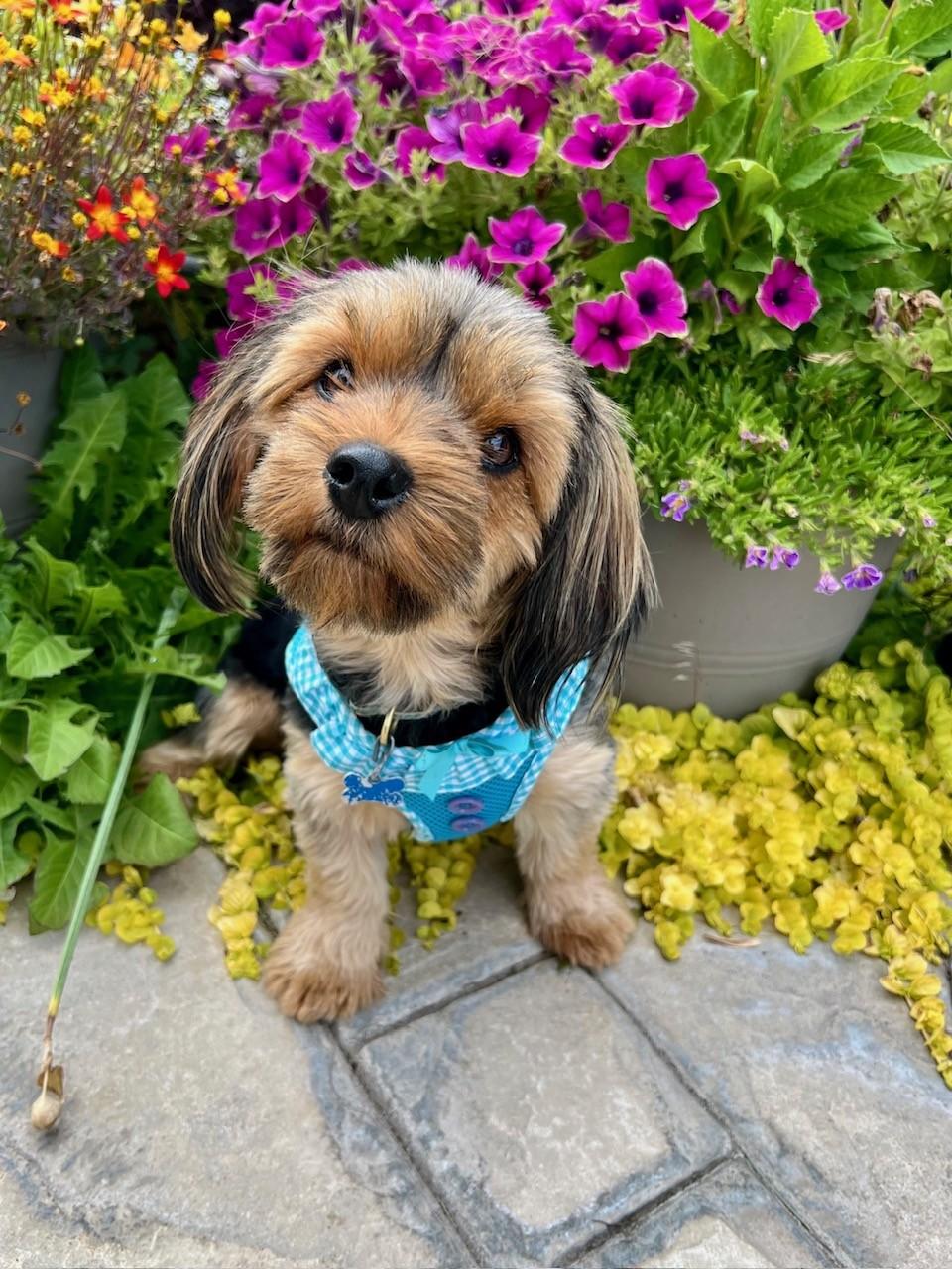 Marnie Adoption pending., adopted, Young Female Yorkshire Terrier.