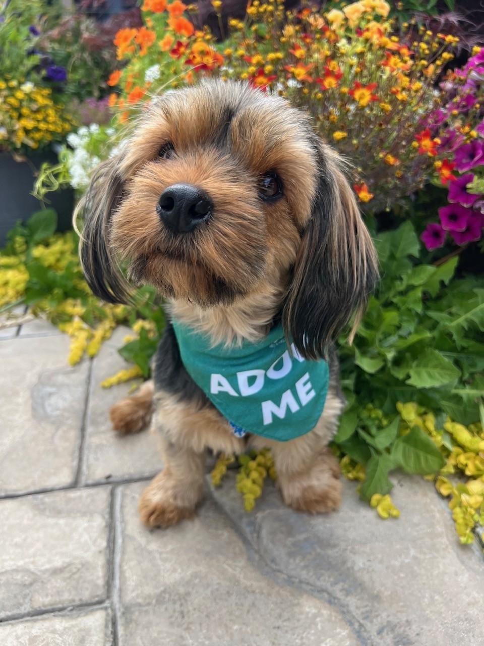 Enlarge Marnie Adoption pending., an adopted mixed breed in Yakima, WA image 2/5