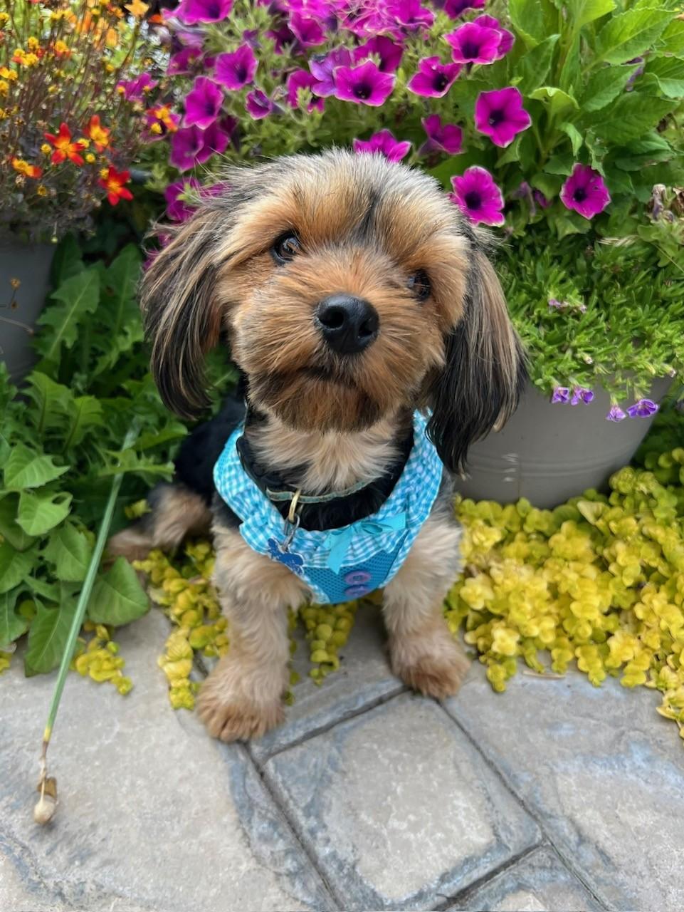 Enlarge Marnie Adoption pending., an adopted mixed breed in Yakima, WA image 5/5