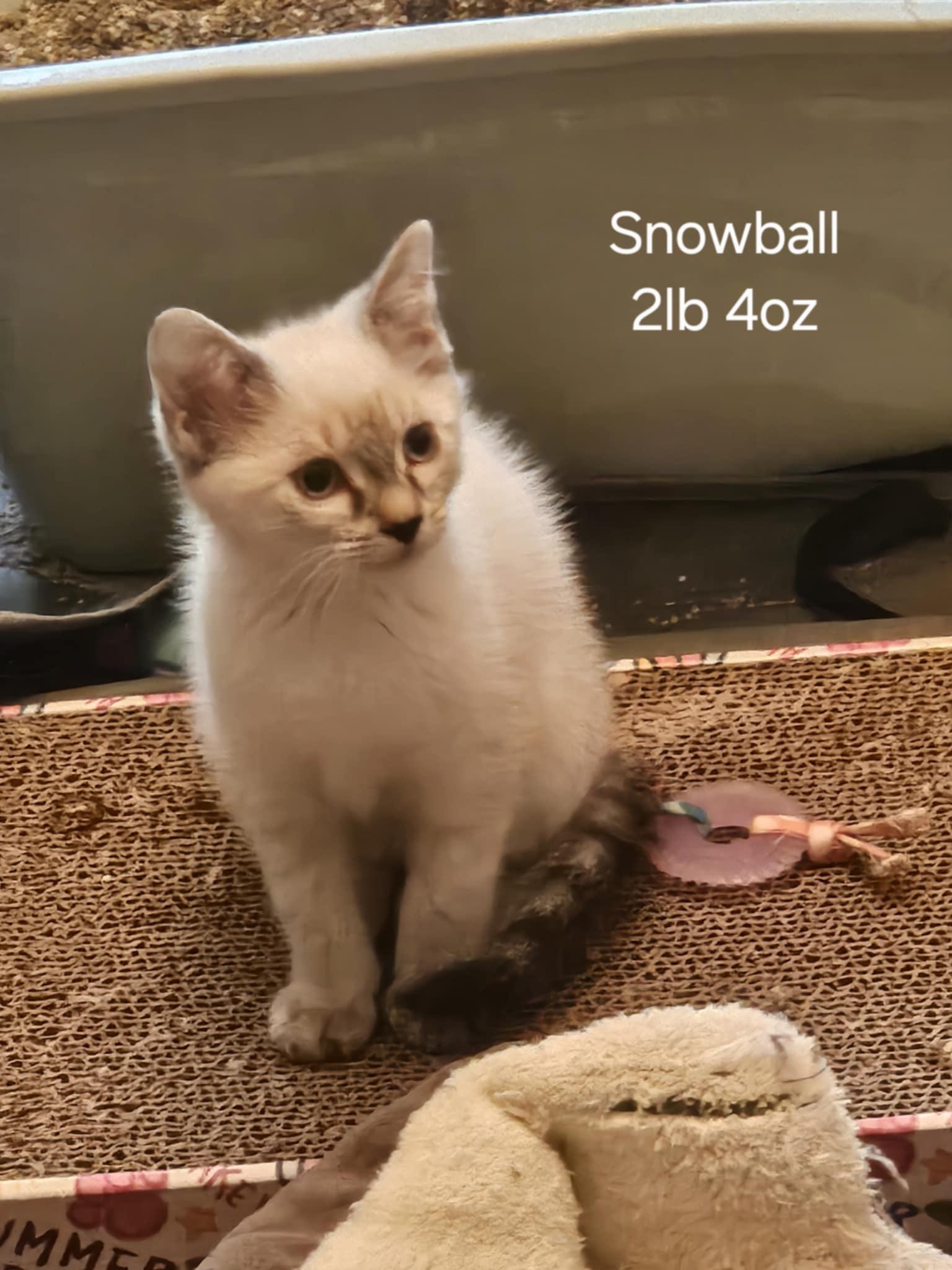 Snow Ball Siamese Cat