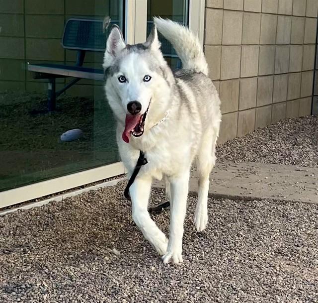 MAX, Adoptable, Senior Male Siberian Husky.