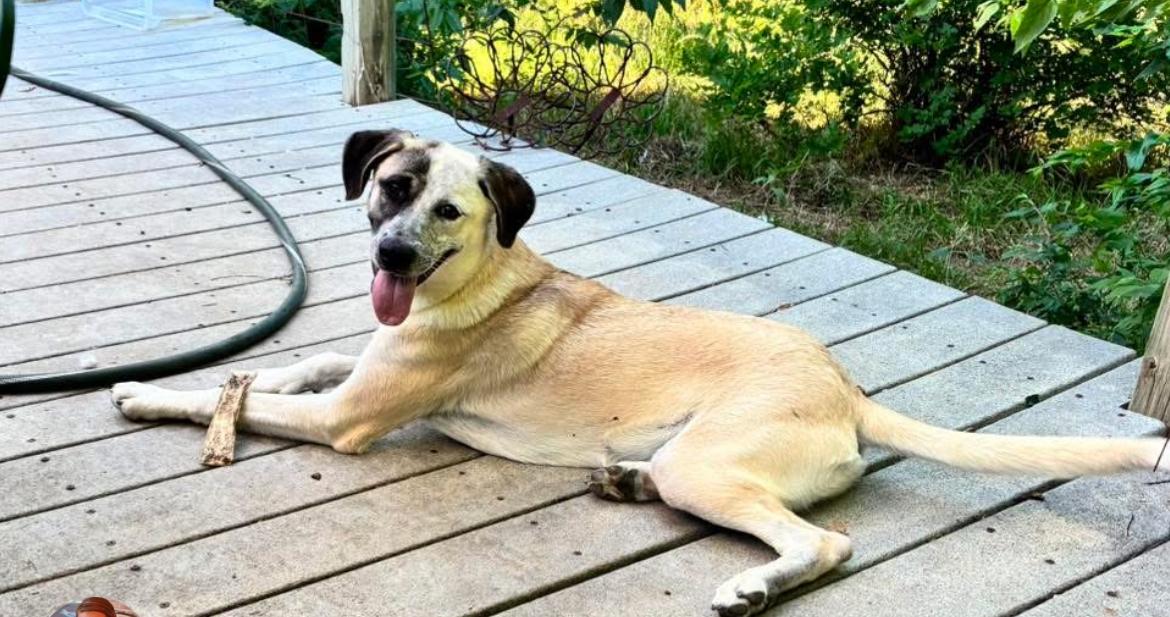 Flounder, an adopted mixed breed in Columbia, MD image 3/4