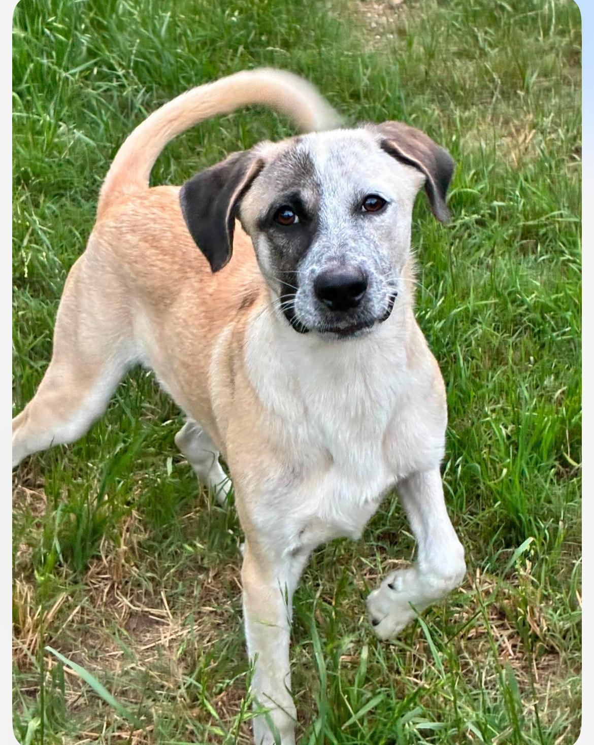 Flounder, an adopted mixed breed in Columbia, MD image 4/4
