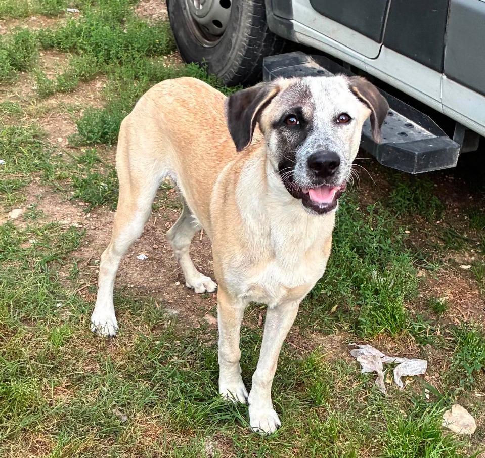 Flounder, an adopted mixed breed in Columbia, MD image 1/4