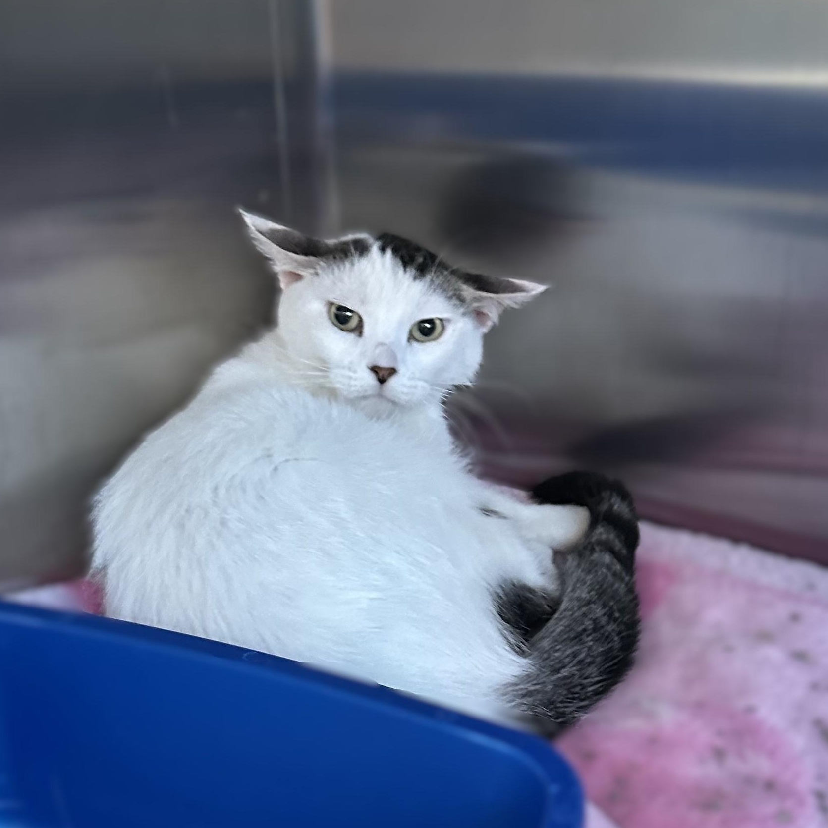 *Farm Cat* Sweetie, Adoptable, Adult Female Domestic Short Hair.