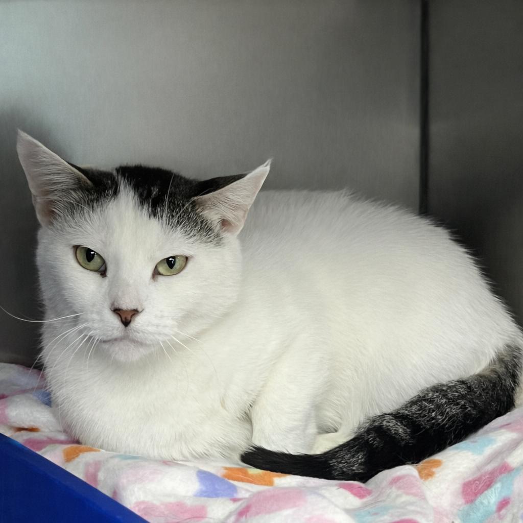 *Farm Cat* Sweetie, Adoptable, Adult Female Domestic Short Hair.