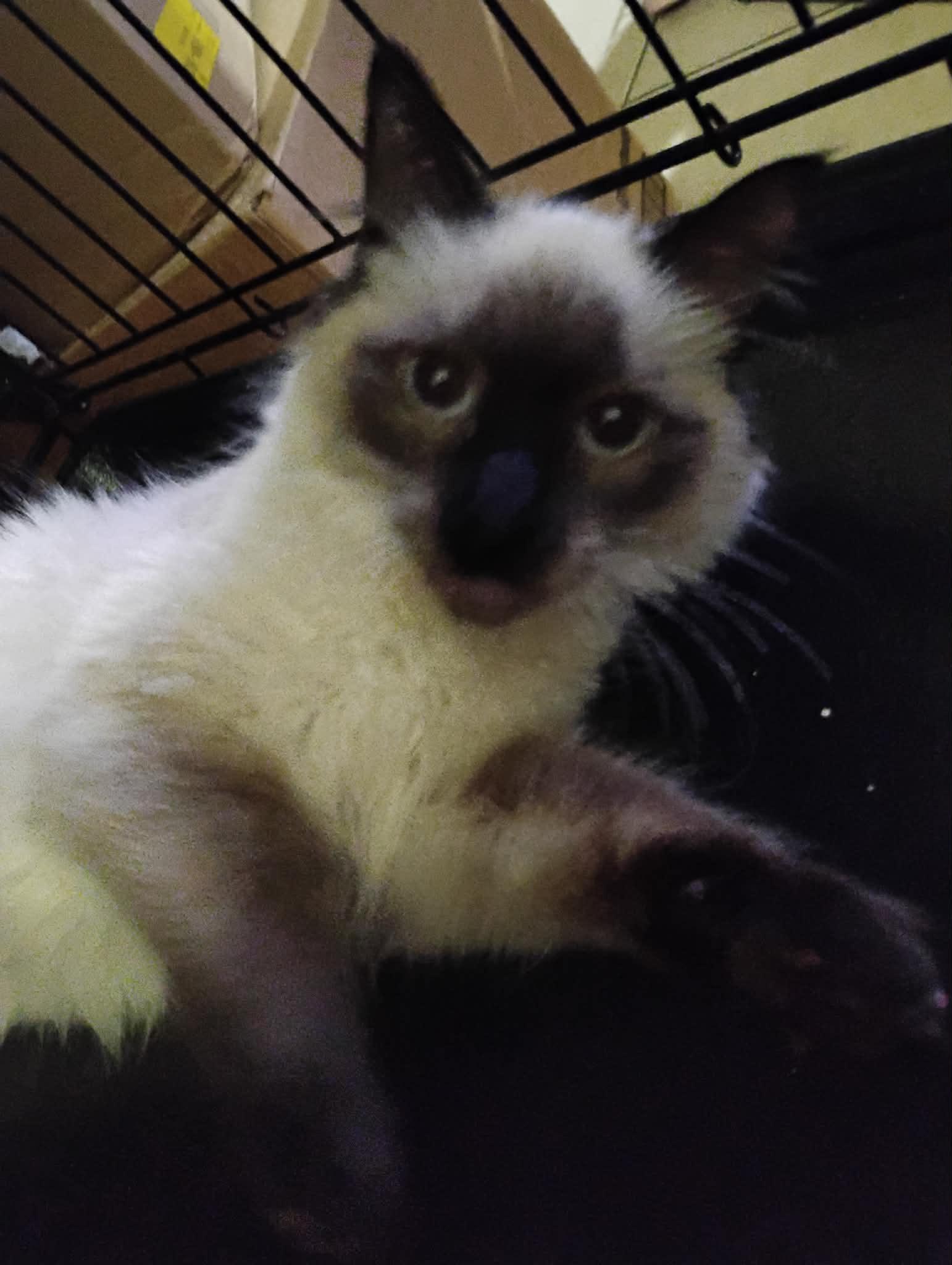 Enlarge Bubbles ( Kat), a Adopted Siamese in Napa, CA image 2/3