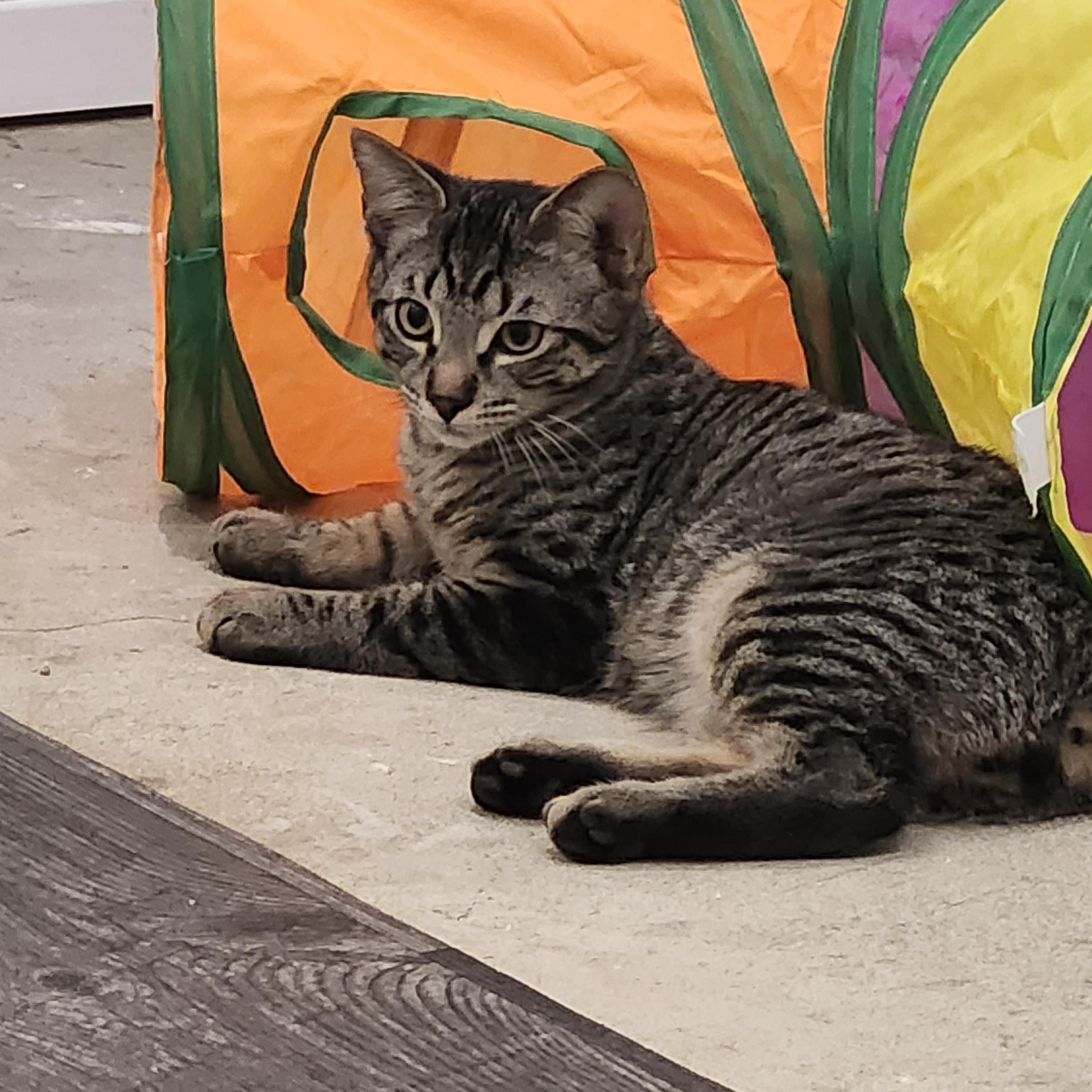 Enlarge Timber , a ADOPTABLE Domestic Short Hair in Stoney Creek, ON image 1/1