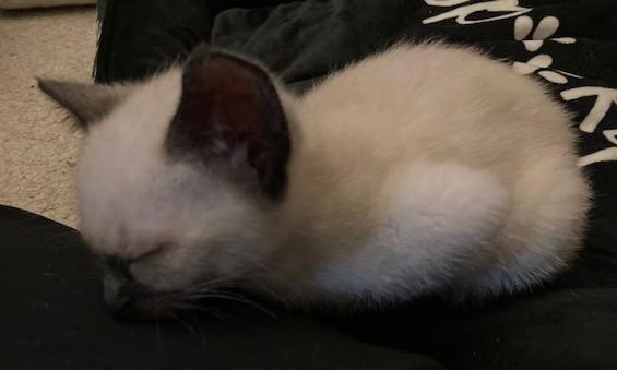 Enlarge Java, an adopted mixed breed in Puyallup, WA image 1/4