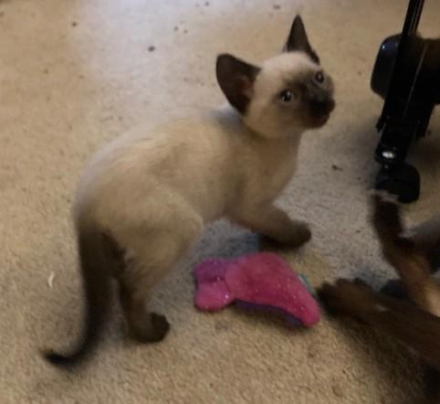 Enlarge Java, an adopted mixed breed in Puyallup, WA image 2/4