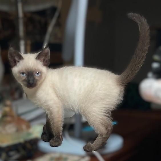 Enlarge Java, an adopted mixed breed in Puyallup, WA image 3/4