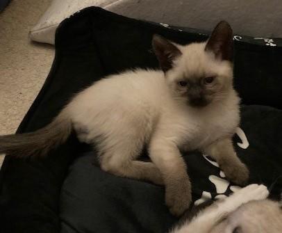 Enlarge Java, an adopted mixed breed in Puyallup, WA image 4/4