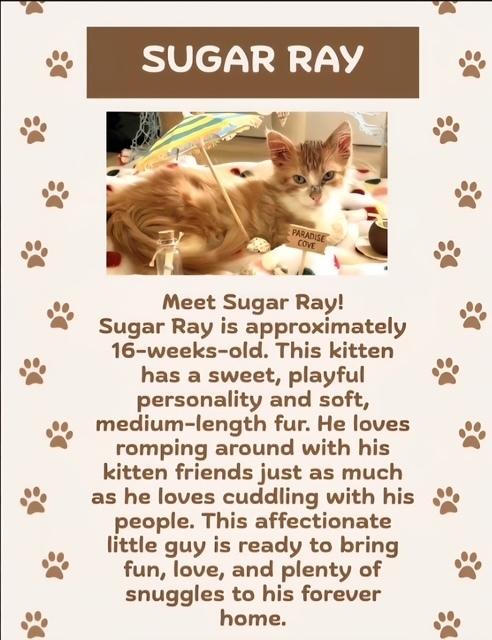 Sugar Ray, Adoptable, Kitten Male Domestic Short Hair.