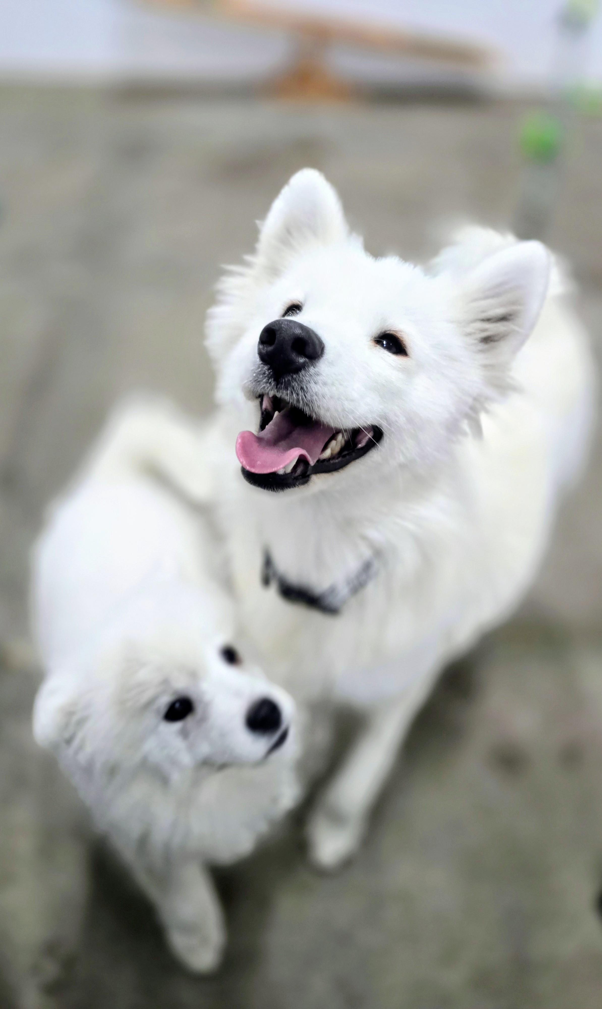 Meeka, born 2024, an adopted Samoyed in Lucknow, ON image 3/6