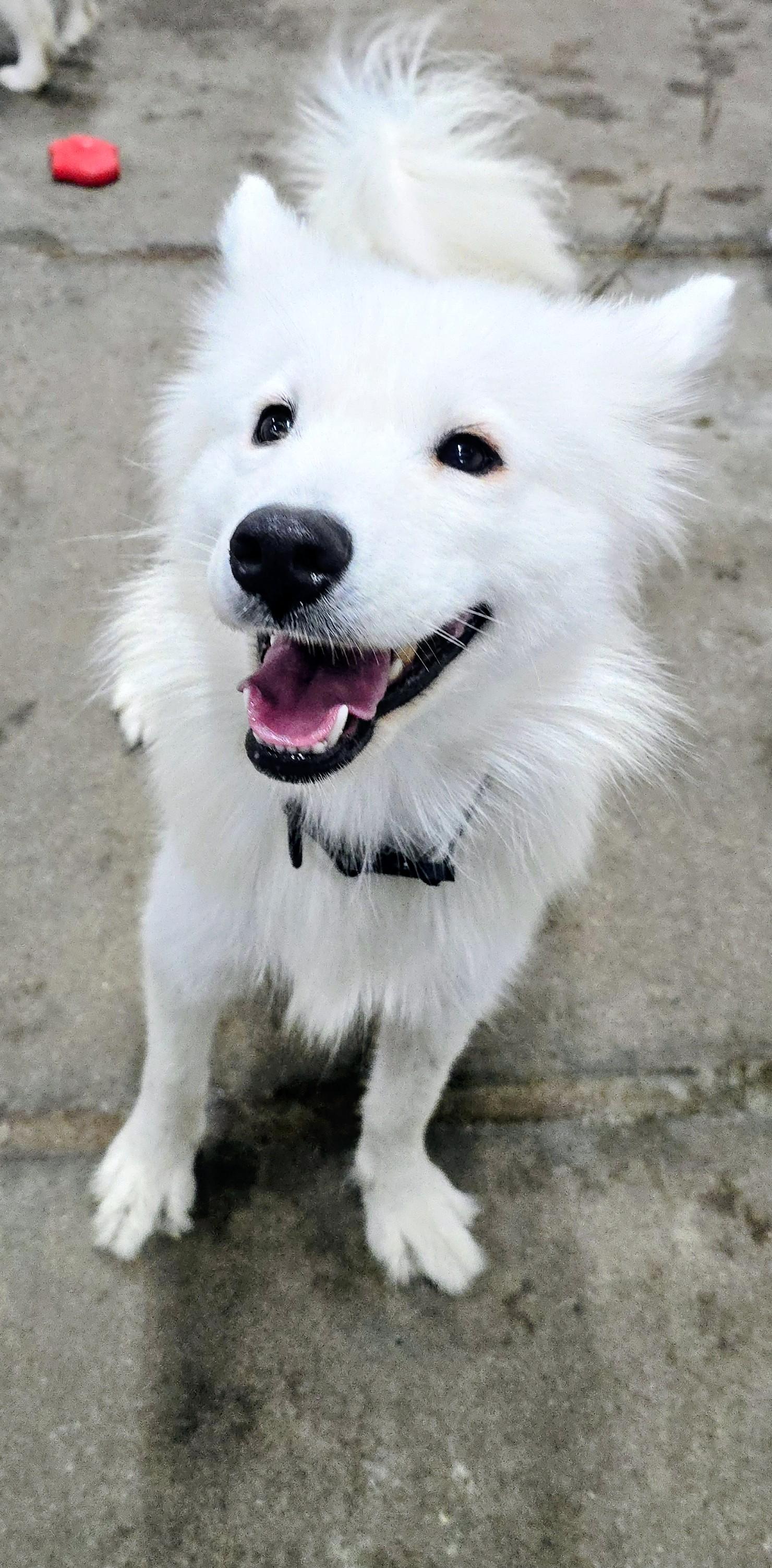 Meeka, born 2024, an adopted Samoyed in Lucknow, ON image 4/6