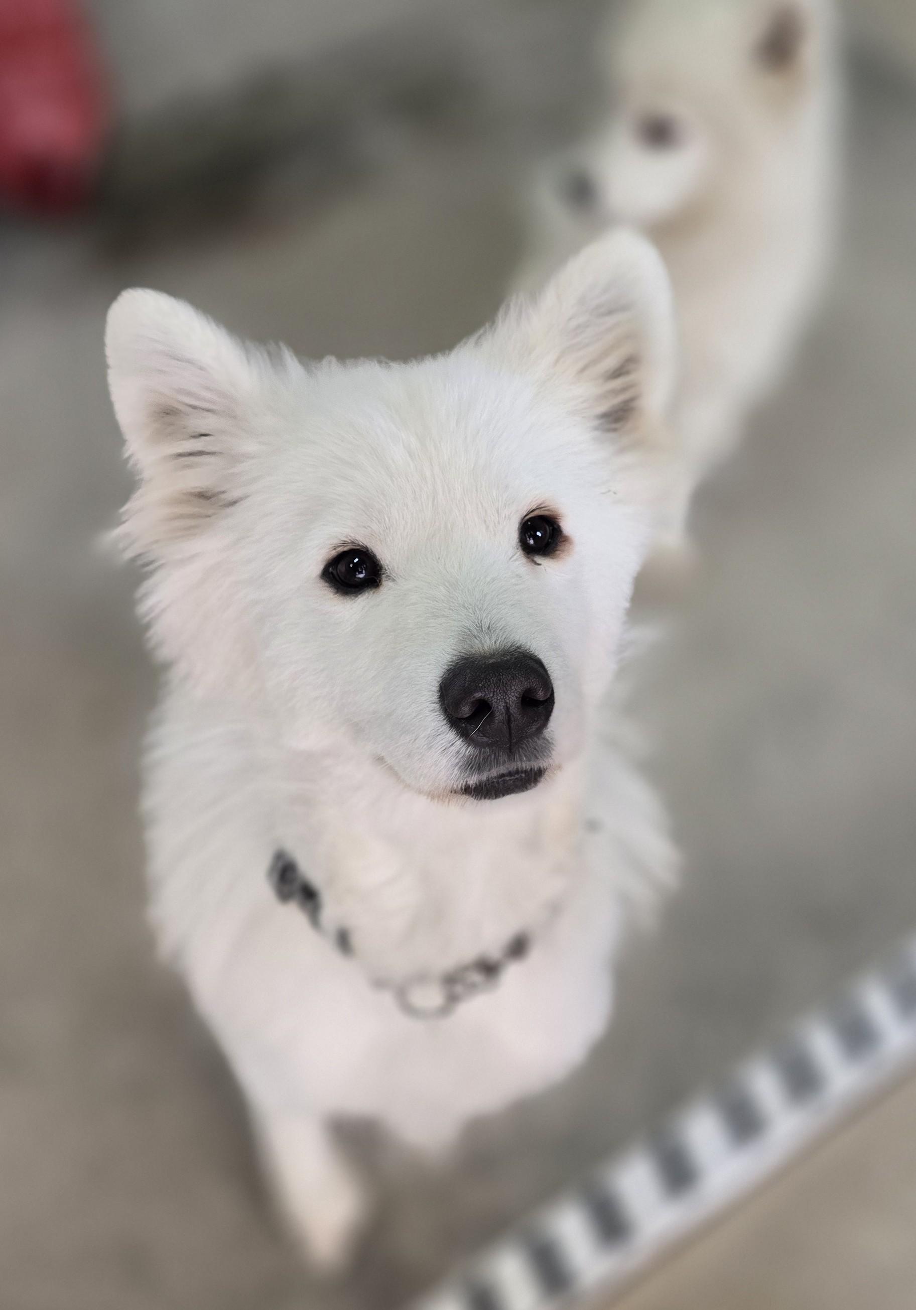 Meeka, born 2024, an adopted Samoyed in Lucknow, ON image 5/6
