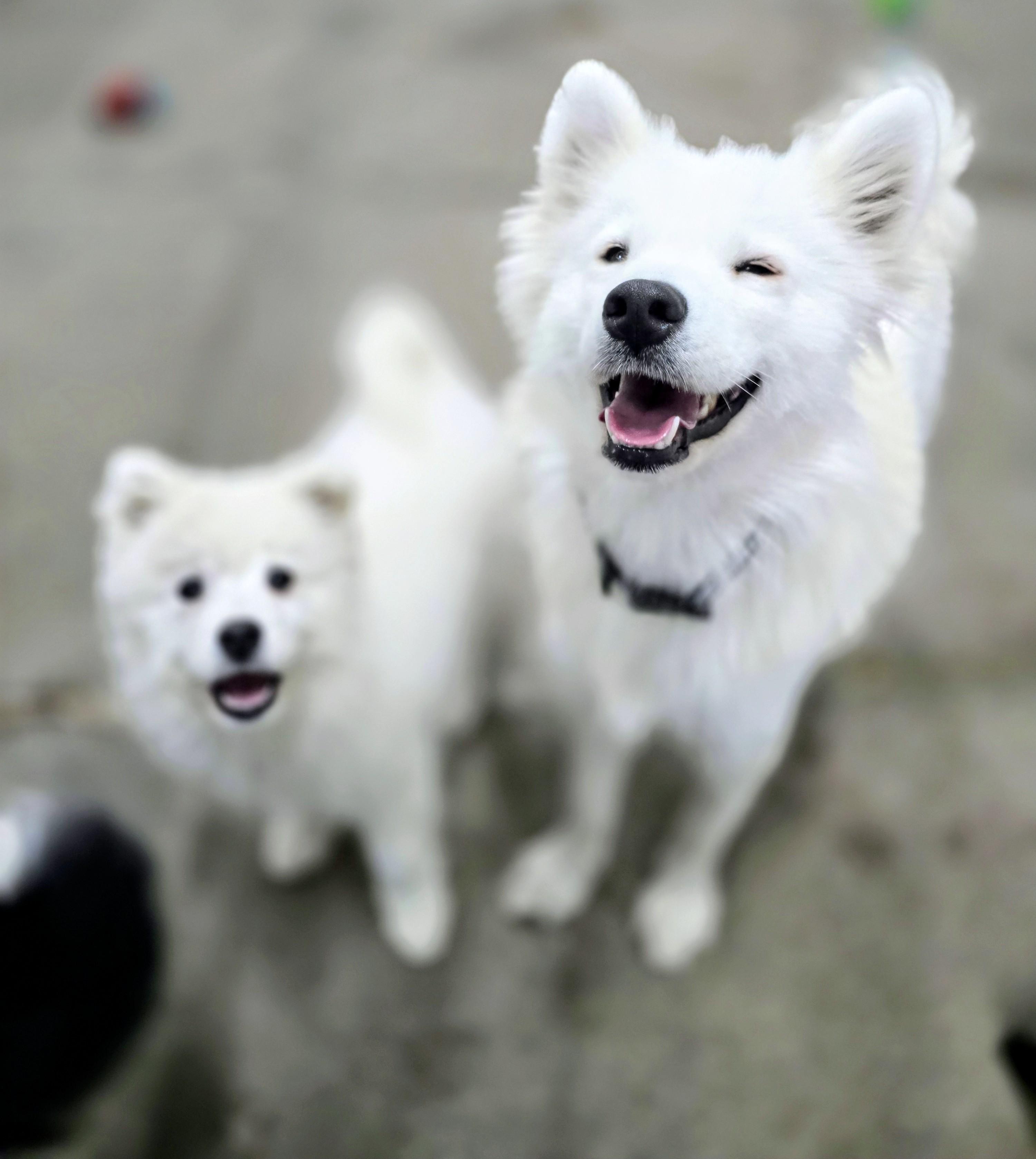 Meeka, born 2024, an adopted Samoyed in Lucknow, ON image 2/6