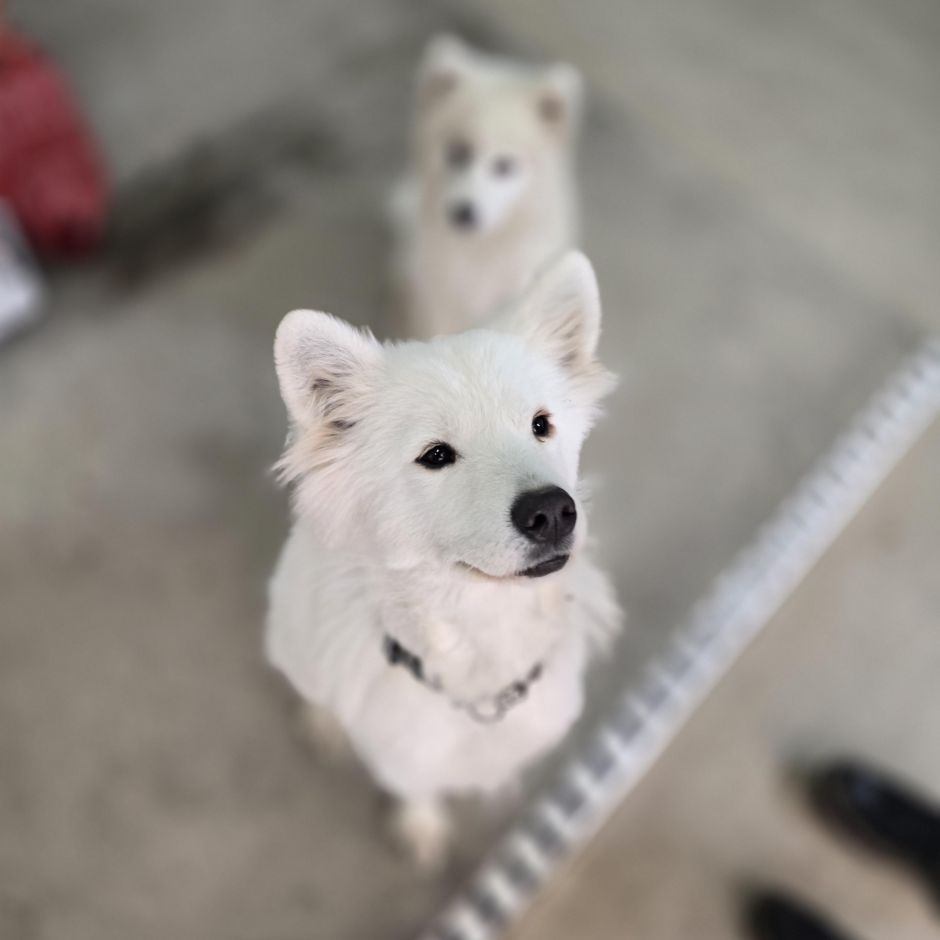 Meeka, born 2024, an adopted Samoyed in Lucknow, ON image 6/6