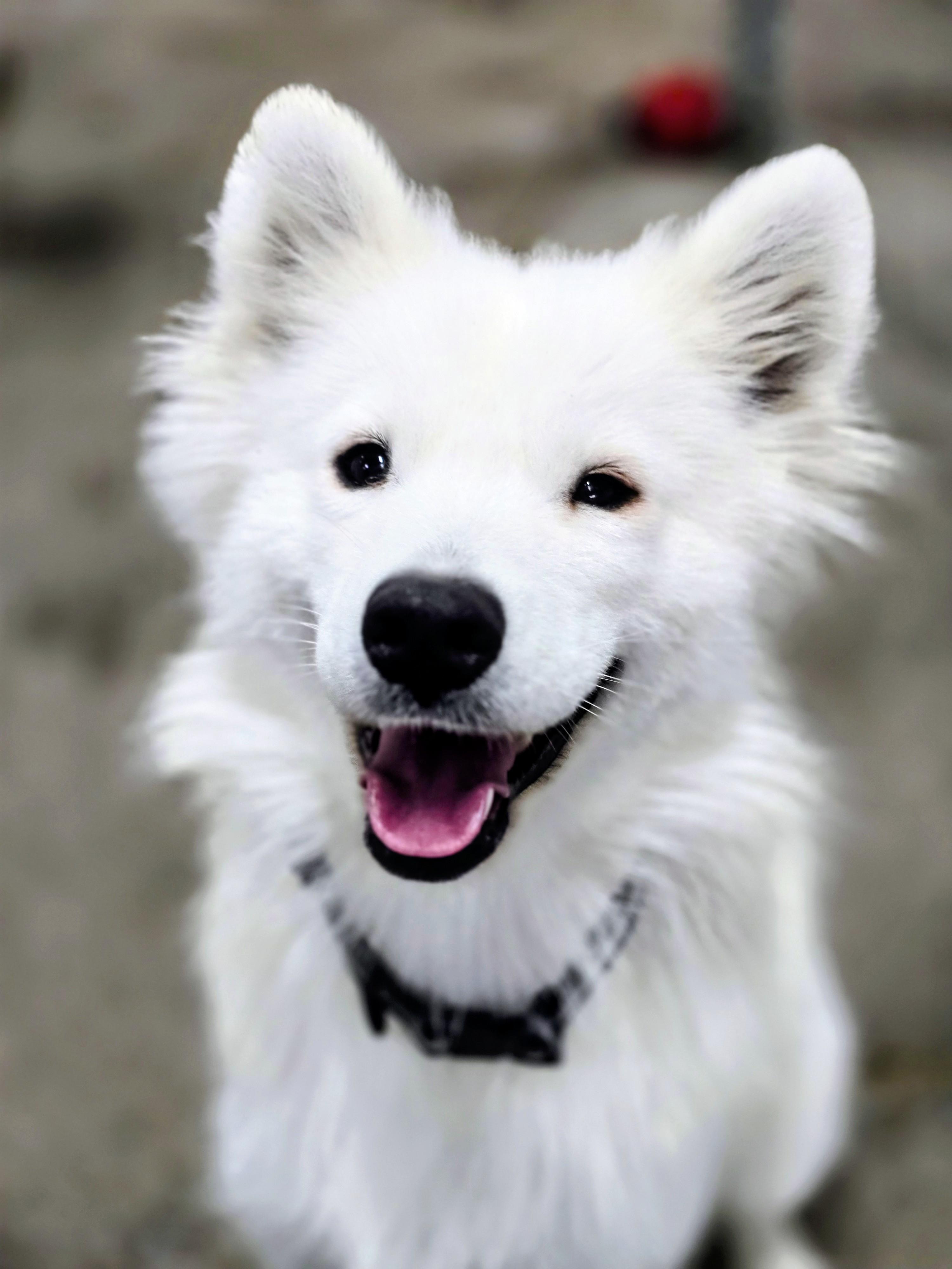 Meeka, born 2024, adopted, Young Female Samoyed.