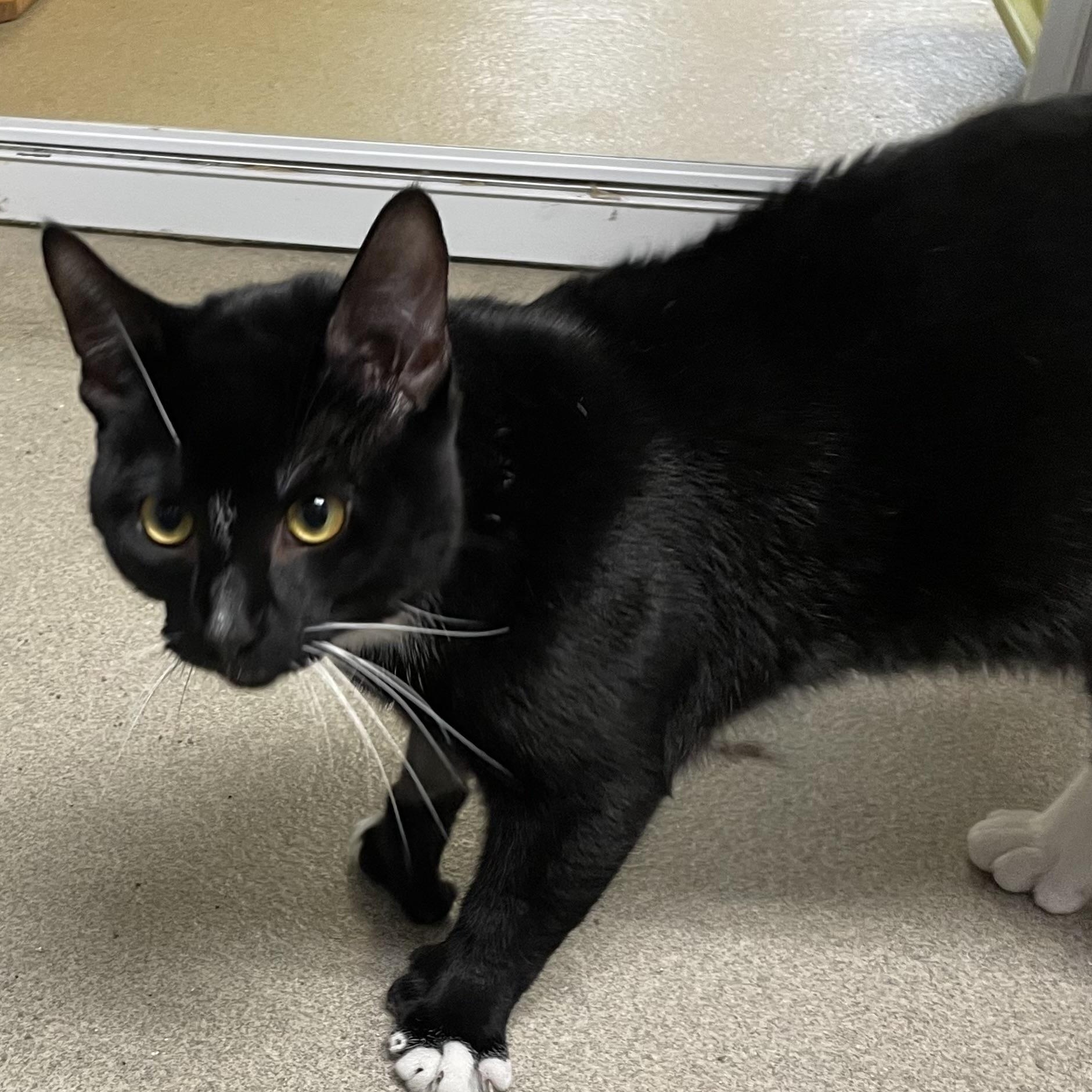 Munchkin, an adopted Tuxedo in North Kingstown, RI image 3/5