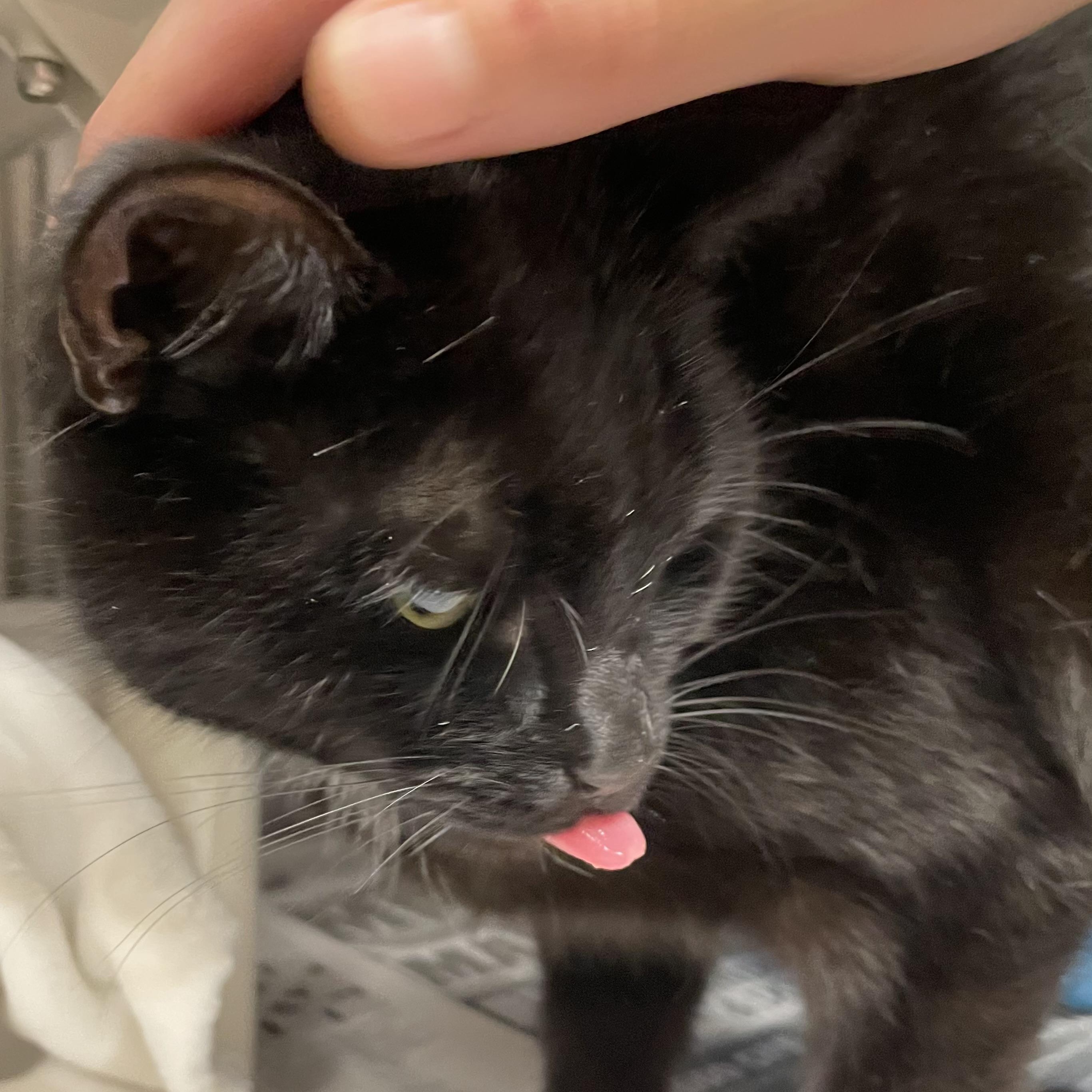 Munchkin, an adopted Tuxedo in North Kingstown, RI image 2/5