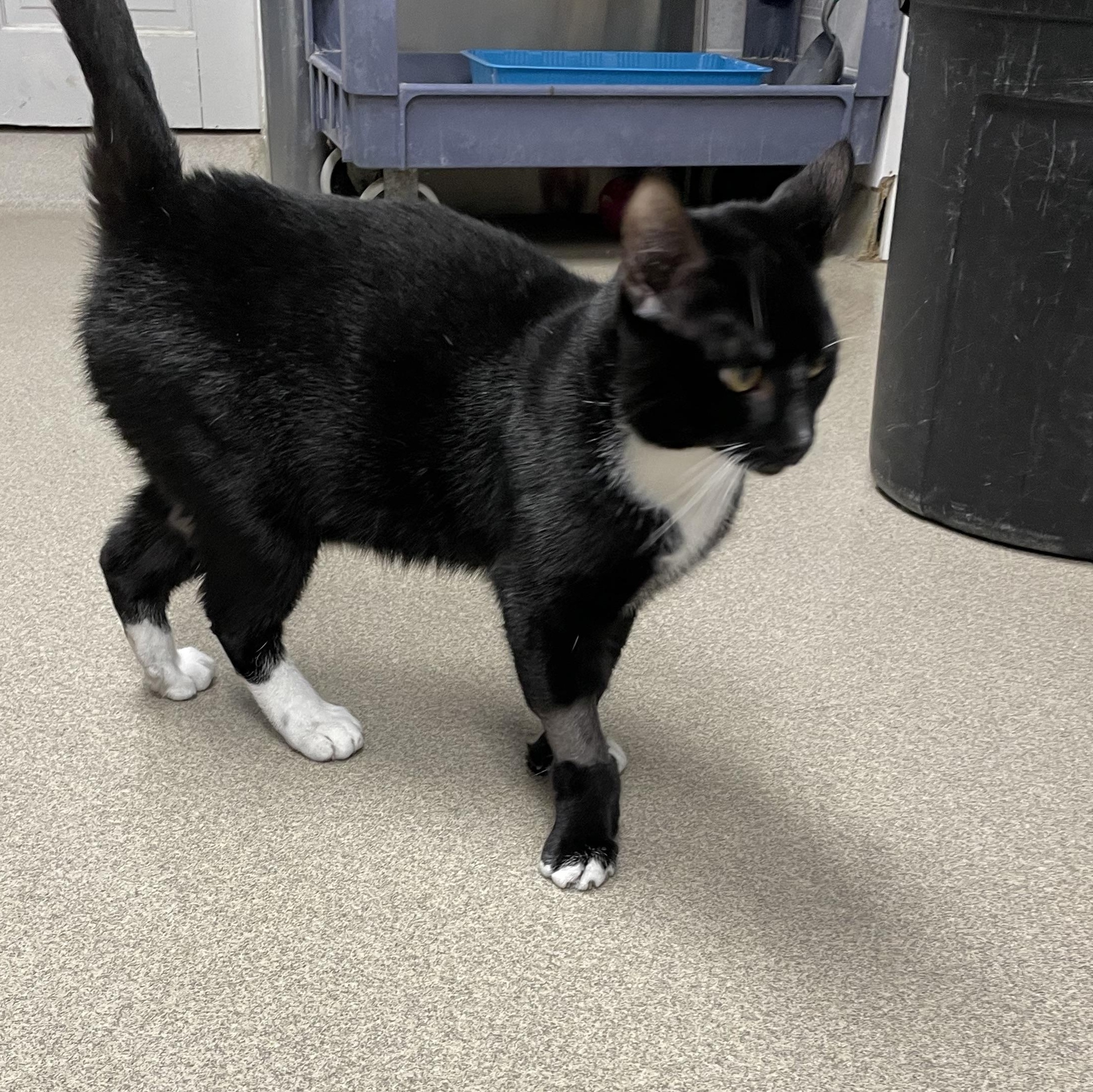 Munchkin, an adopted Tuxedo in North Kingstown, RI image 5/5