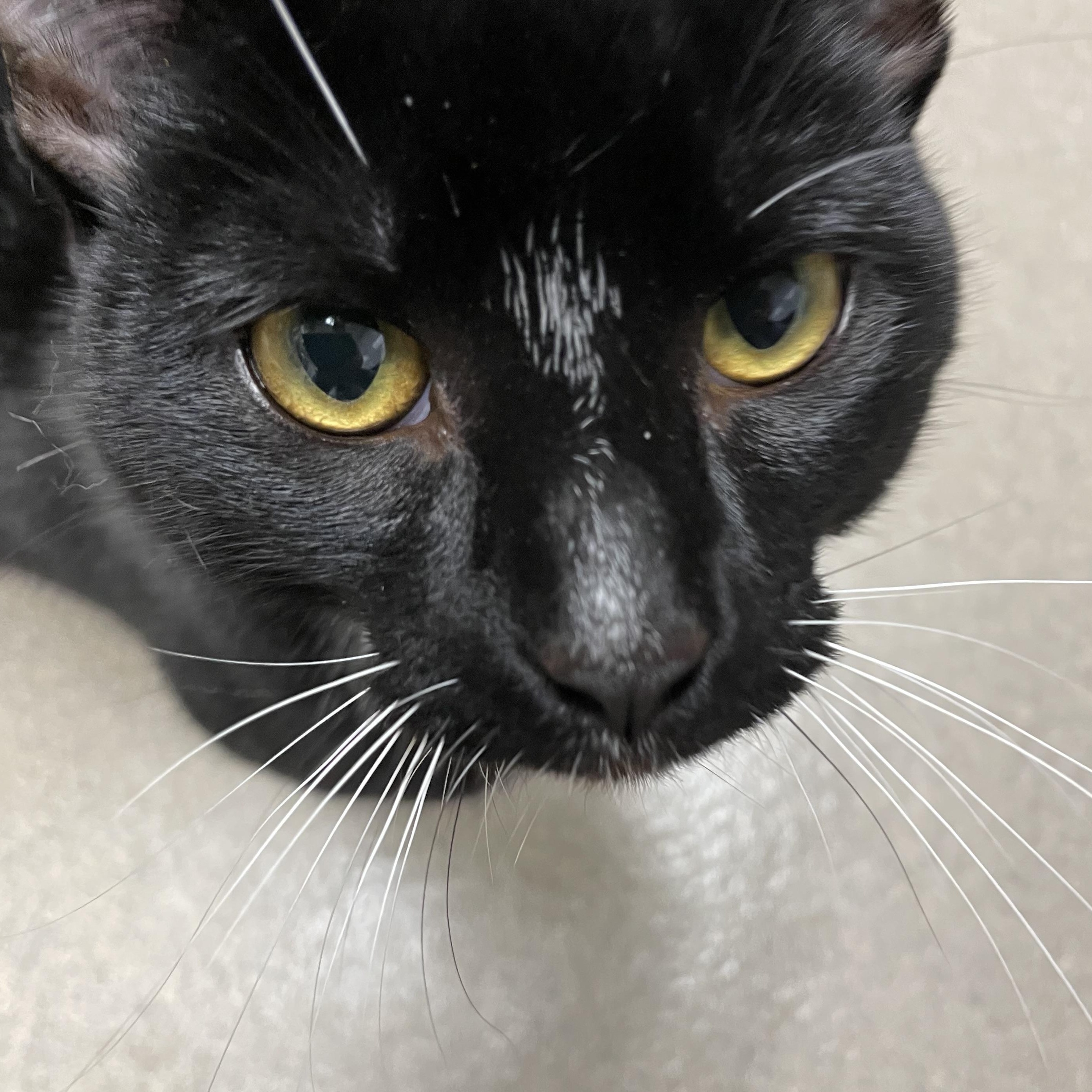 Munchkin, adopted, Kitten Male Tuxedo.