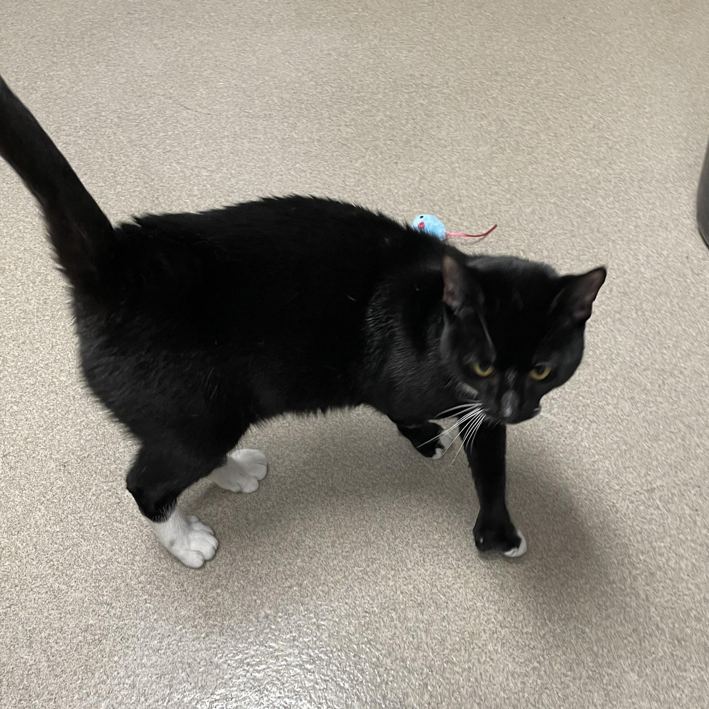 Munchkin, an adopted Tuxedo in North Kingstown, RI image 4/5