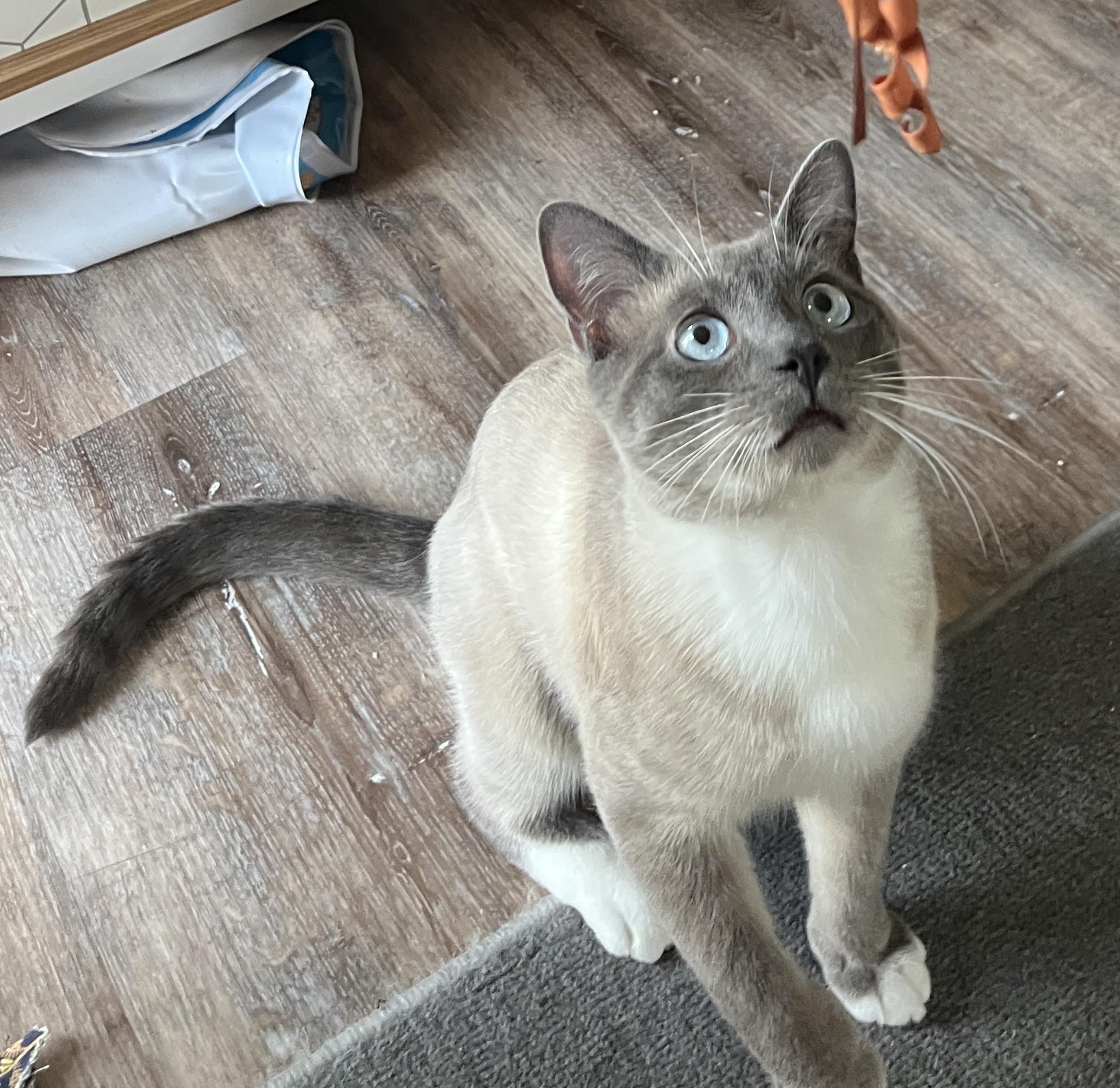 Enlarge Denali Dan, a ADOPTABLE Domestic Short Hair in Silverton, OR image 5/5