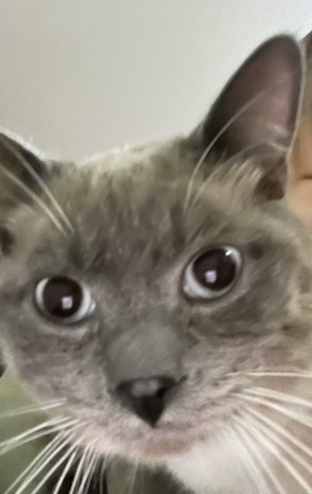 Enlarge Denali Dan, a ADOPTABLE Domestic Short Hair in Silverton, OR image 2/5