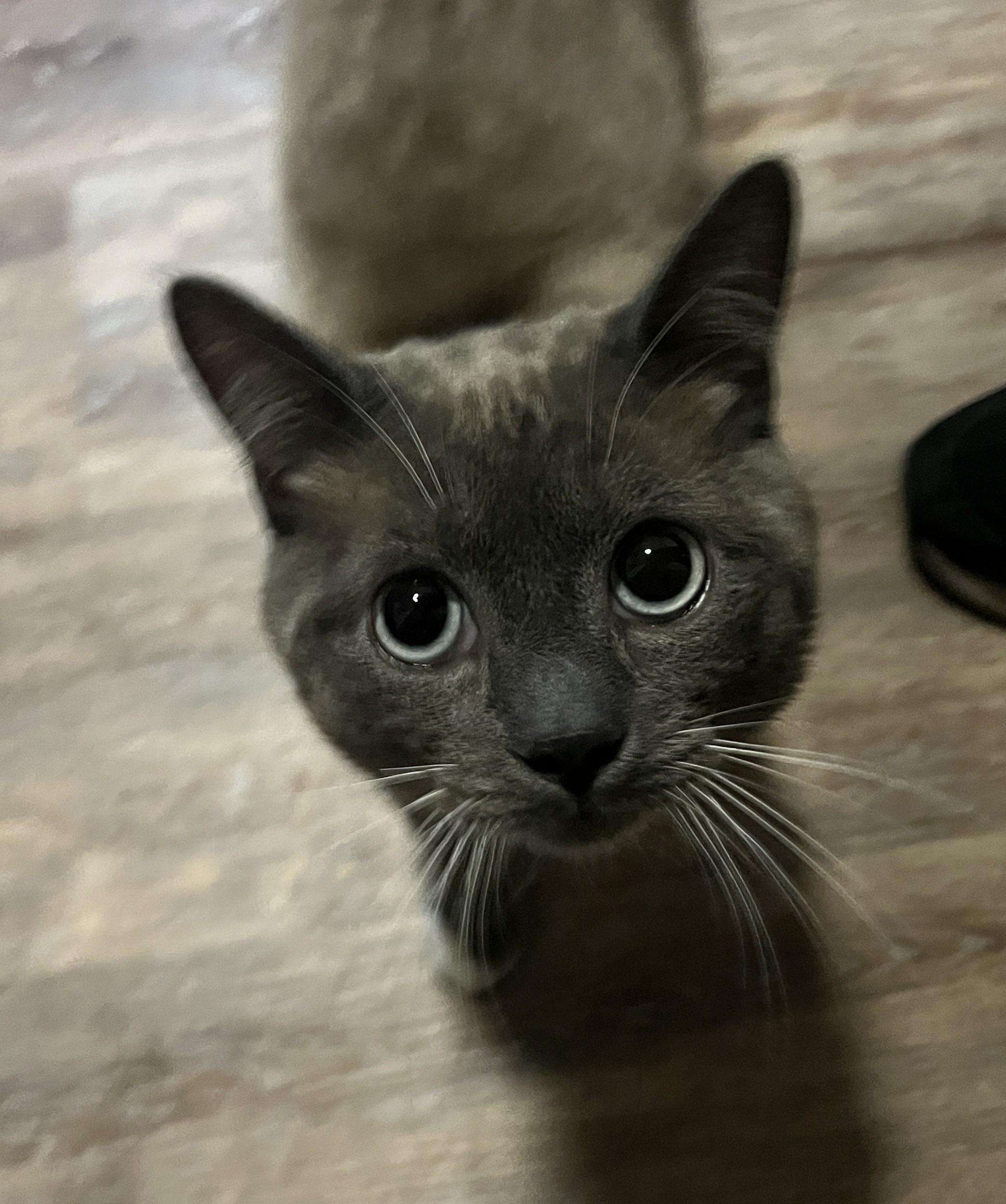 Enlarge Denali Dan, a ADOPTABLE Domestic Short Hair in Silverton, OR image 3/5