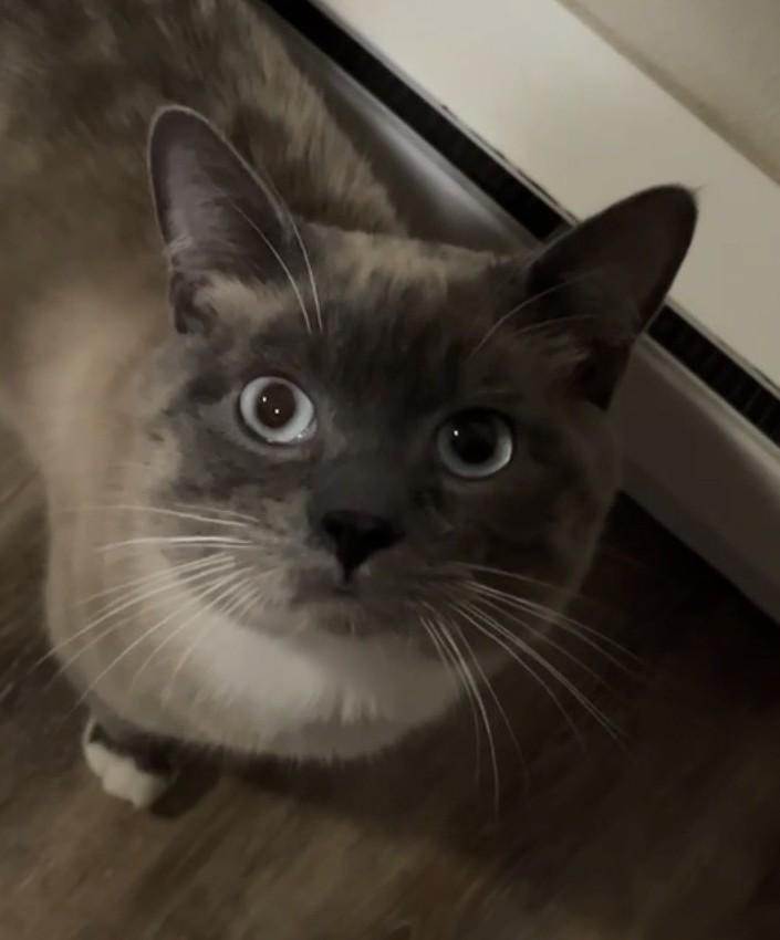 Enlarge Denali Dan, a ADOPTABLE Domestic Short Hair in Silverton, OR image 1/5