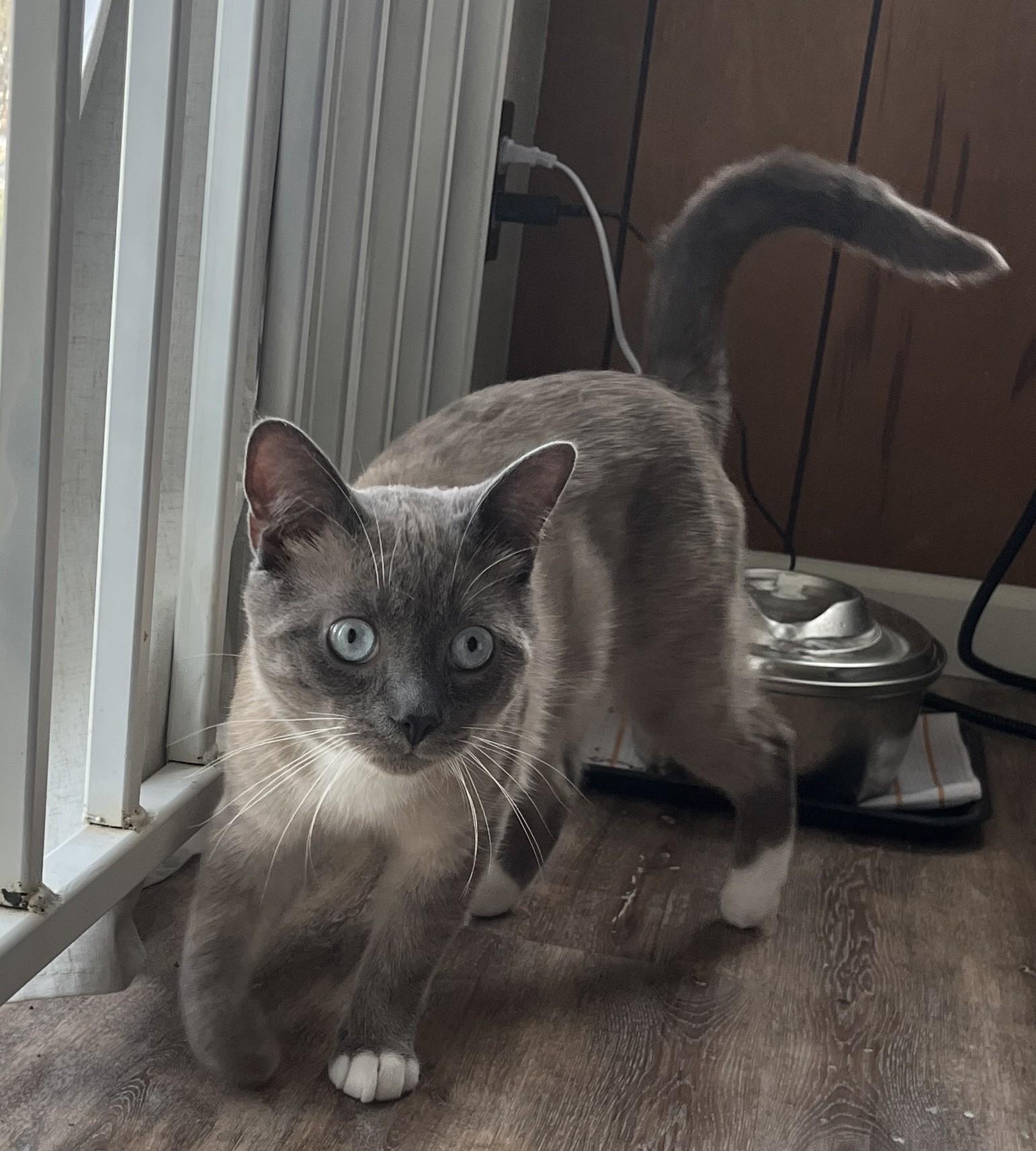 Enlarge Denali Dan, a ADOPTABLE Domestic Short Hair in Silverton, OR image 4/5