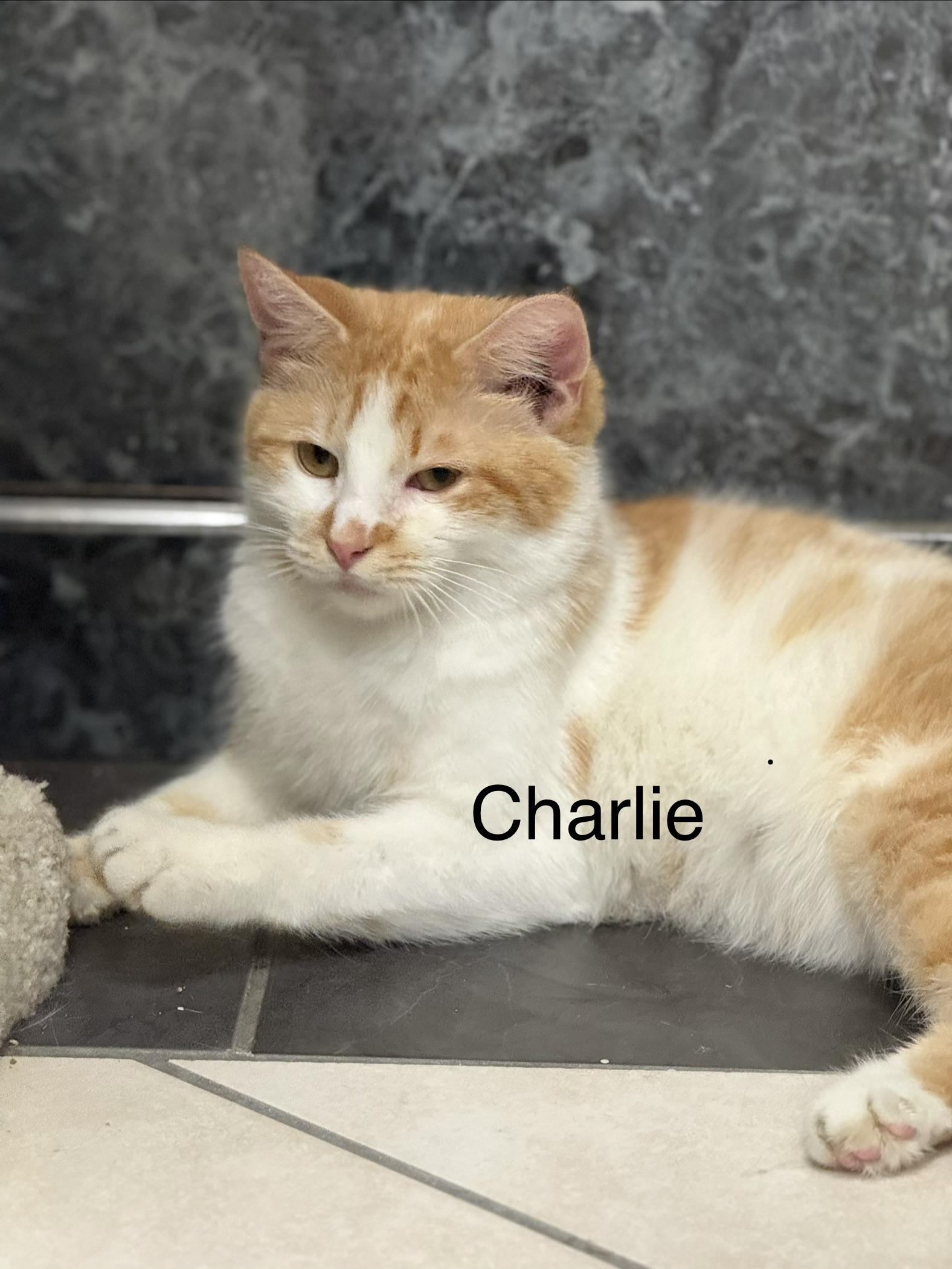 Charlie, a ADOPTABLE Domestic Short Hair in Plymouth, MA image 1/3