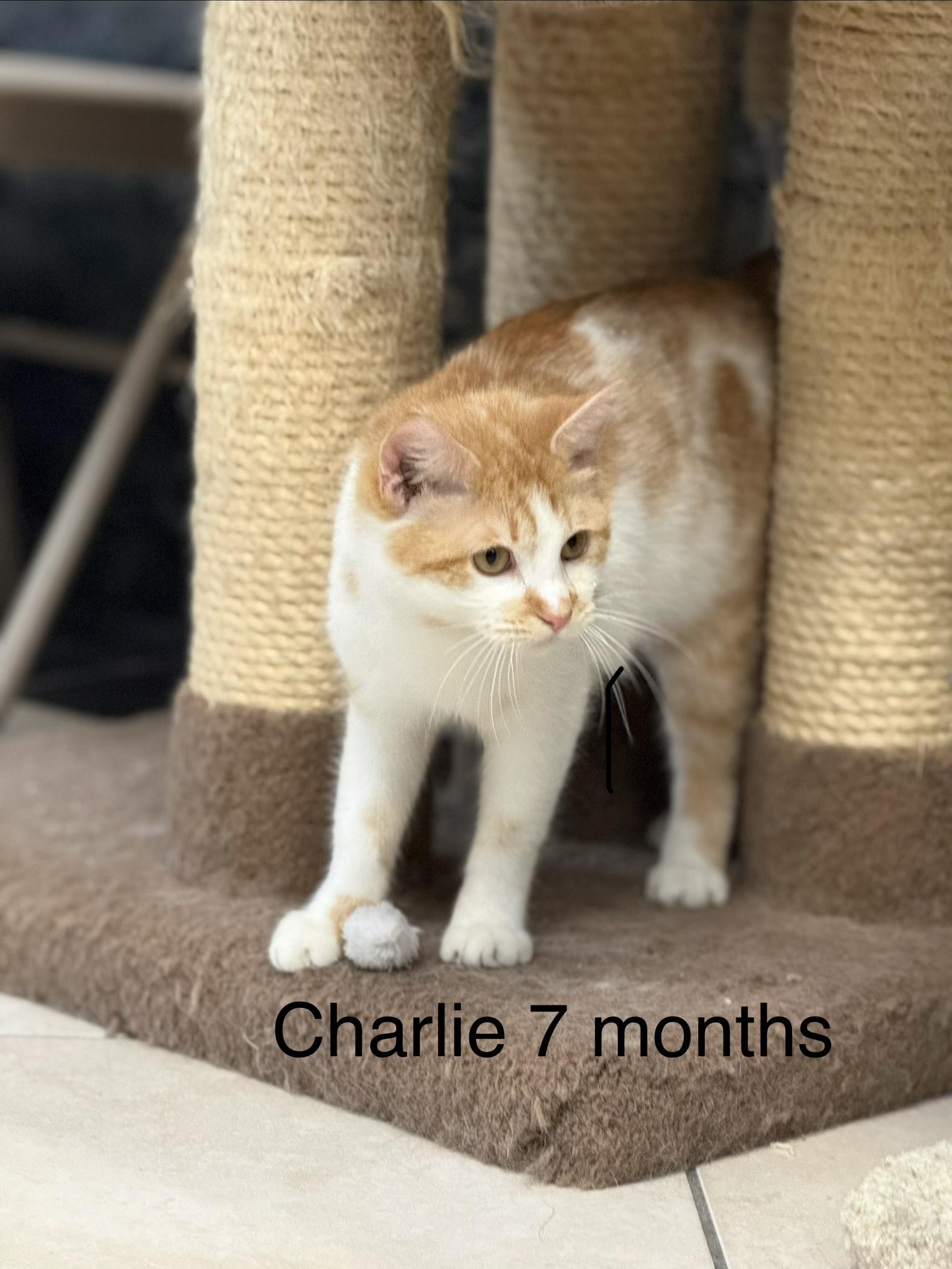 Charlie, a ADOPTABLE Domestic Short Hair in Plymouth, MA image 2/3