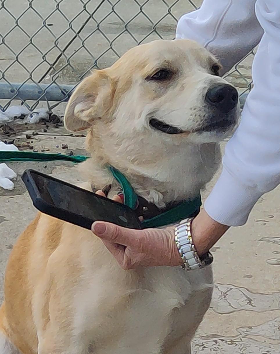 Enlarge 26-0571"Whiskey", a Adoptable mixed breed in Leavenworth, KS image 4/6