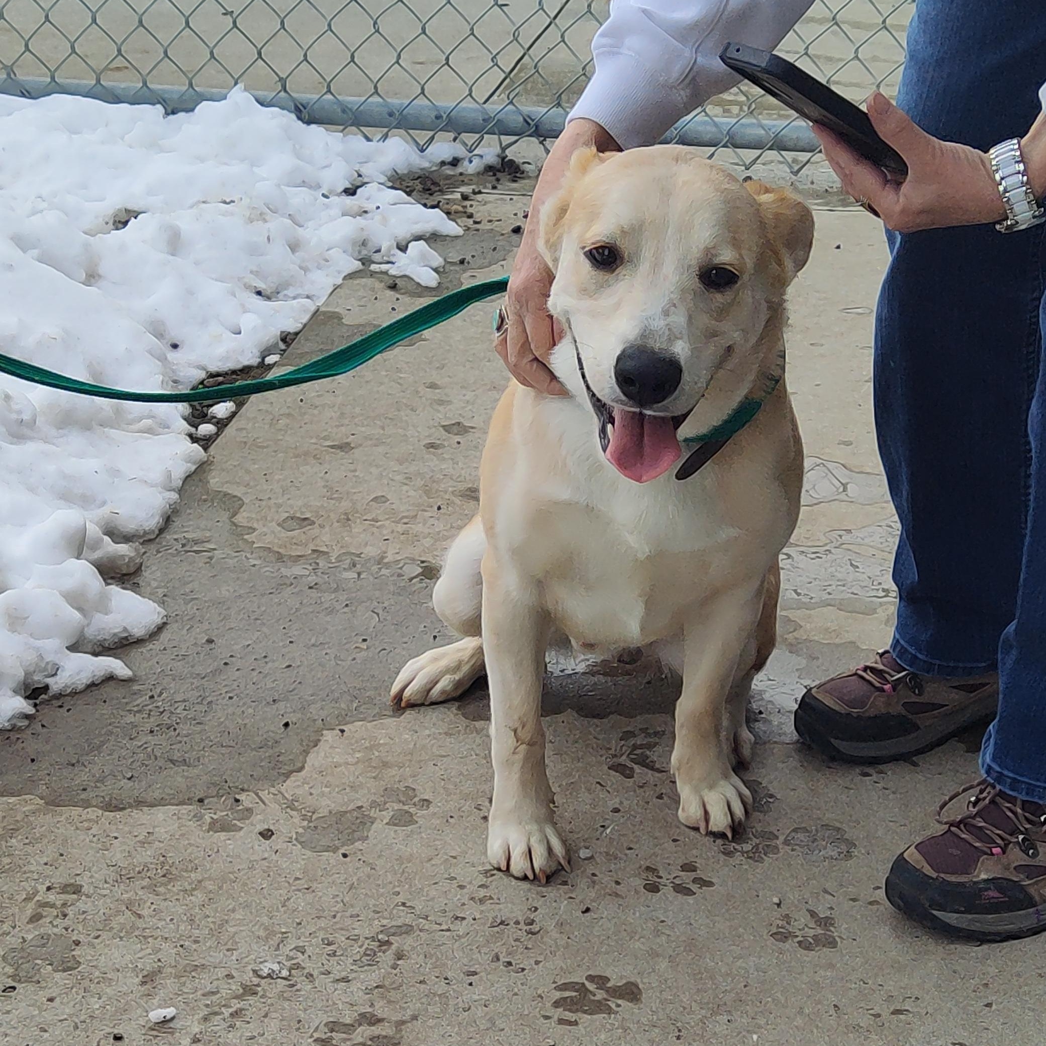Enlarge 26-0571"Whiskey", a Adoptable mixed breed in Leavenworth, KS image 5/6