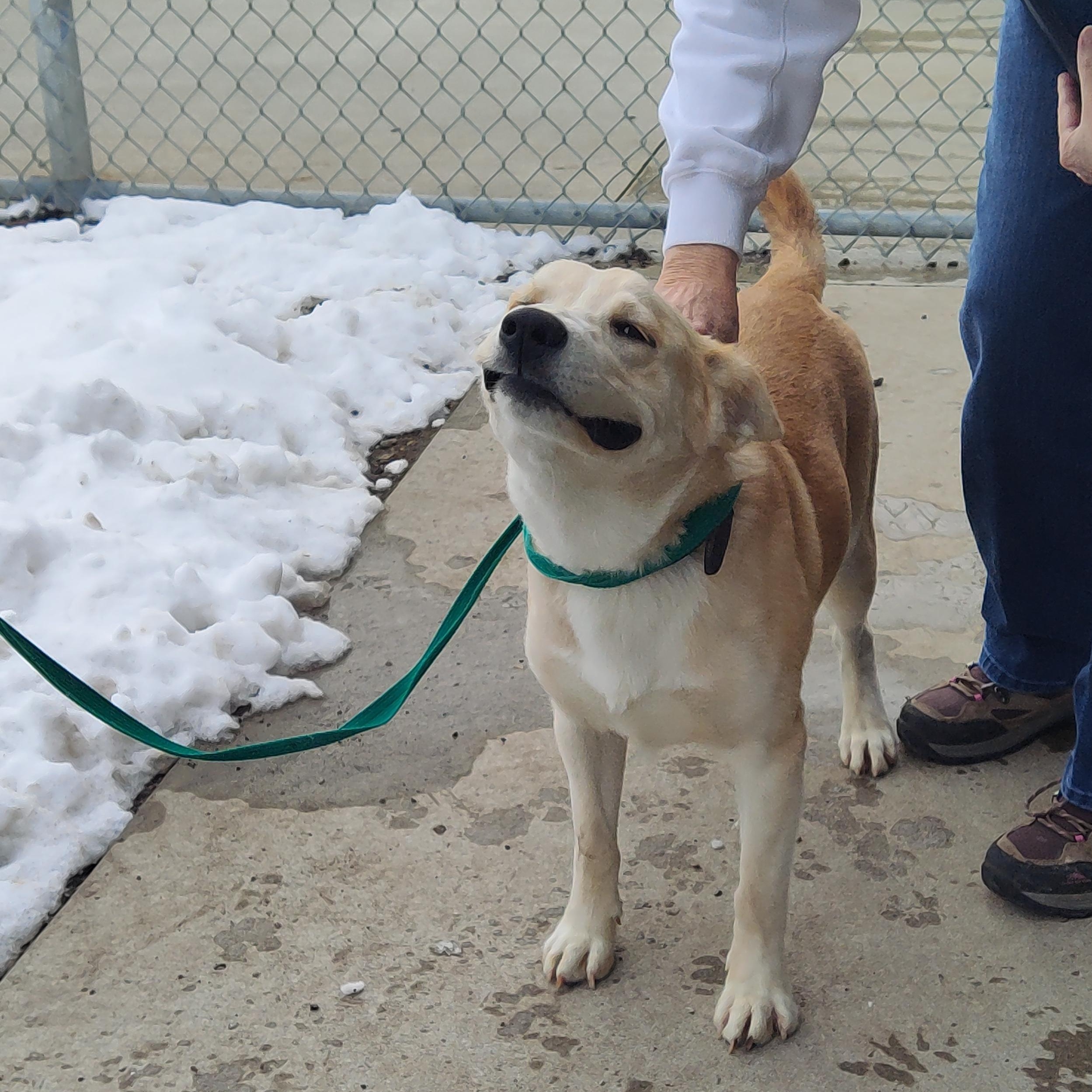 Enlarge 26-0571"Whiskey", a Adoptable mixed breed in Leavenworth, KS image 6/6