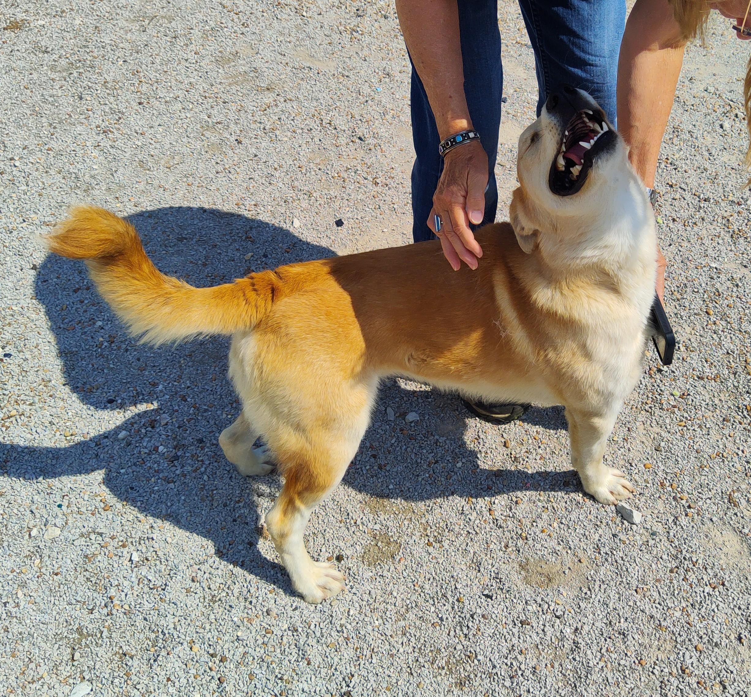Enlarge 26-0571"Whiskey", a Adoptable mixed breed in Leavenworth, KS image 2/6