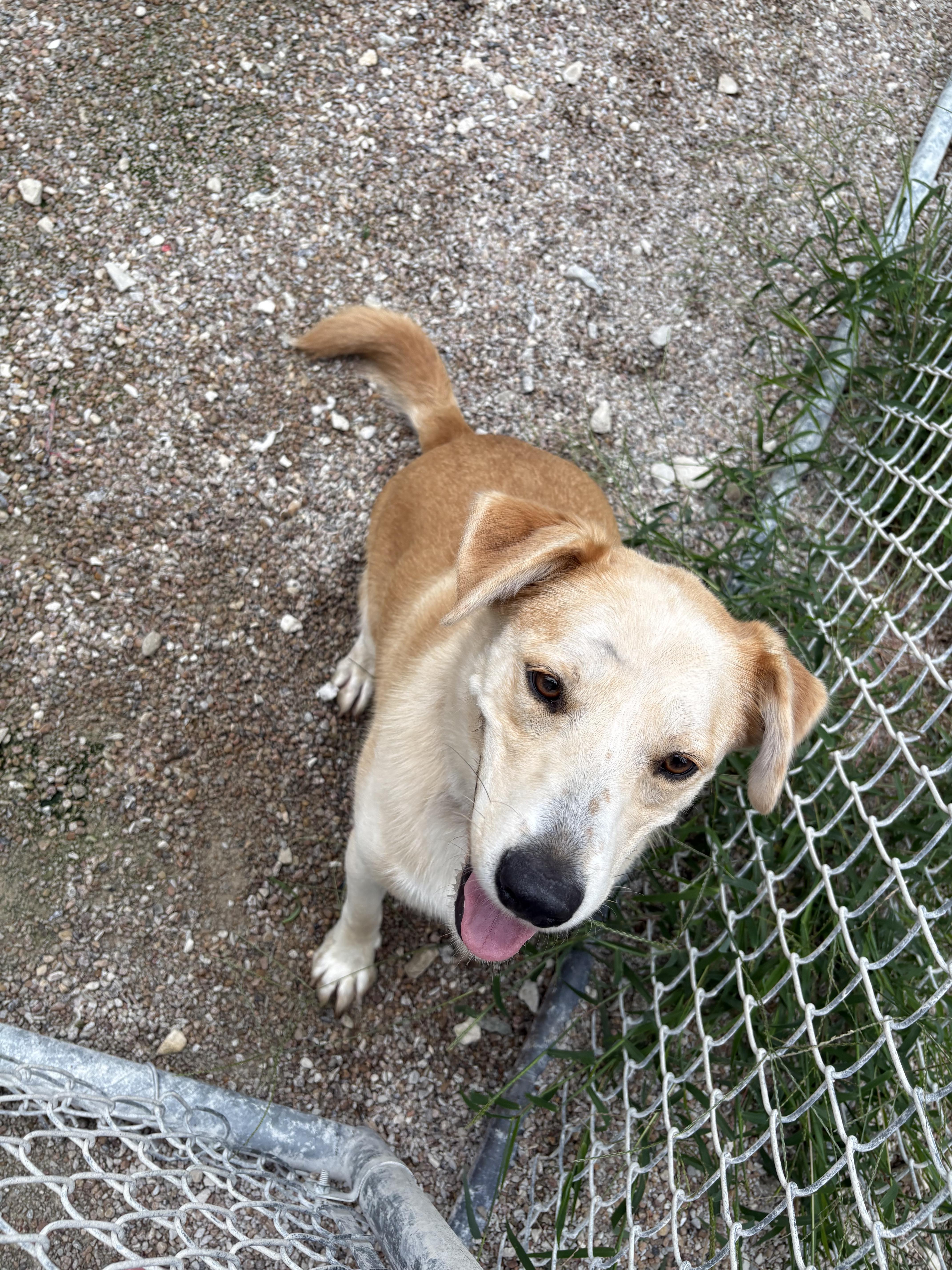 Enlarge 26-0571"Whiskey", a Adoptable mixed breed in Leavenworth, KS image 1/6