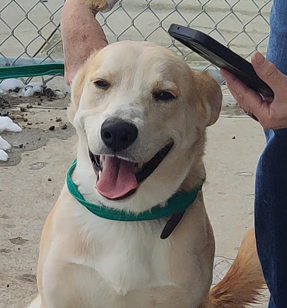 Enlarge 26-0571"Whiskey", a Adoptable mixed breed in Leavenworth, KS image 3/6
