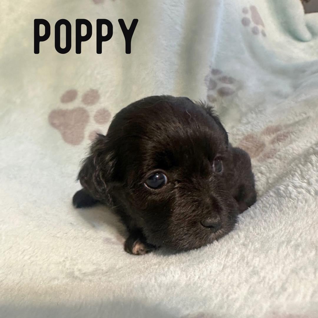 Poppy, Adoptable, Puppy Female Shih Tzu.