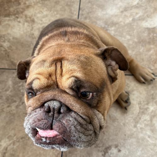Zeus, Adoptable, Young Male English Bulldog.