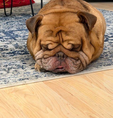 Enlarge Zeus, a Adoptable English Bulldog in Chicago, IL image 2/5